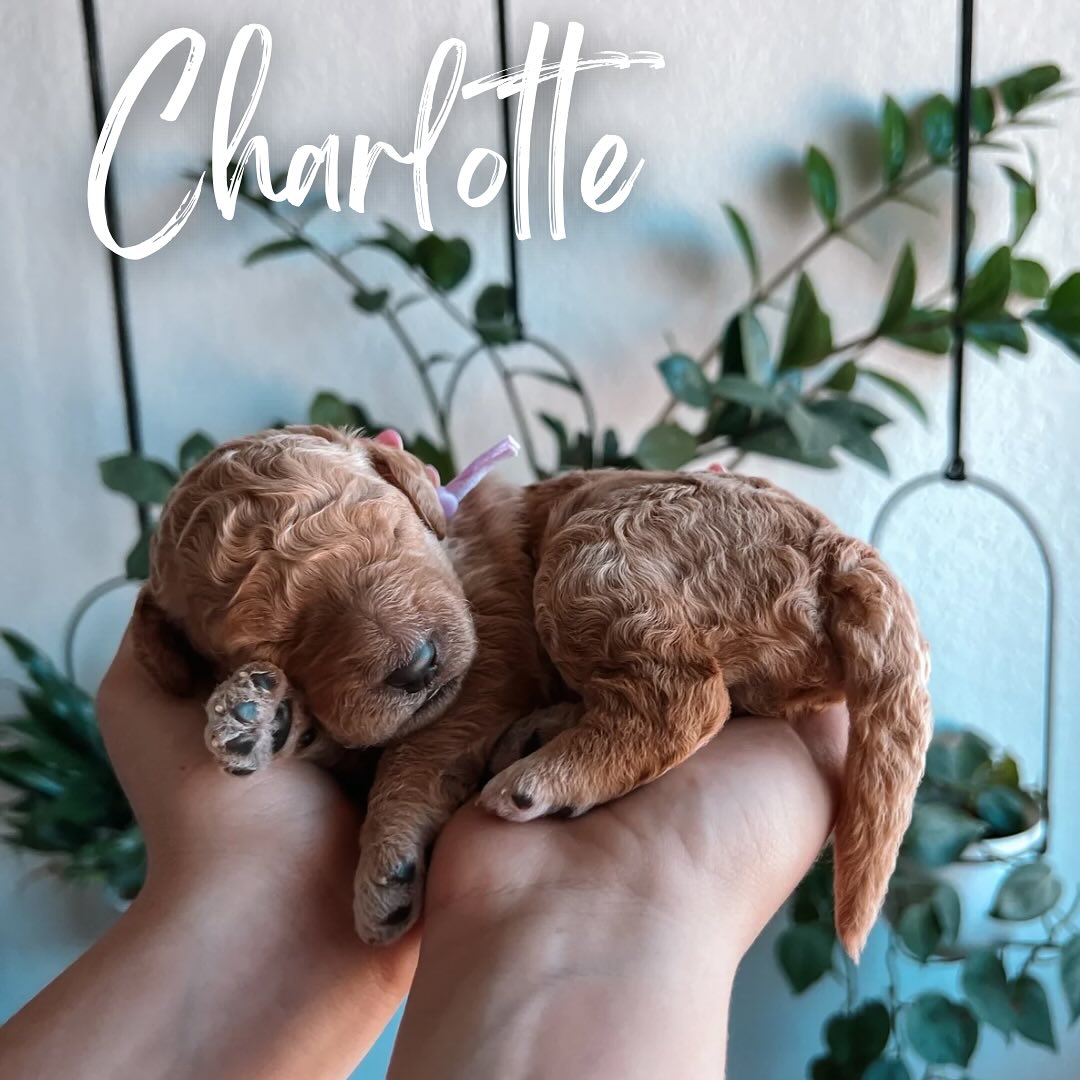 We would like to formally introduce this seasons diamonds.
Coco’s Bridgerton litter 👑🇬🇧
Charlotte - Pink collar, female
Eloise - Purple collar, female
Benedict - Teal collar, male
Daphne - Light blue collar, female
Duke - Black collar, male
Penelope - Yellow collar, female
Coco is such and amazing mother and embraces the role so naturally. During these first two weeks puppies spend all of their time bonding with mom, nursing and sleeping. We only remove puppies to sanitize nursery, check weights and performing ENS and ESI training daily.
This is our final litter of standard goldendoodles. Estimated weight 50-60lbs. We have 2 spots available for this litter. Go home day is June 29th. If interested let me know in the comments, use the link in our bio or send me a DM.