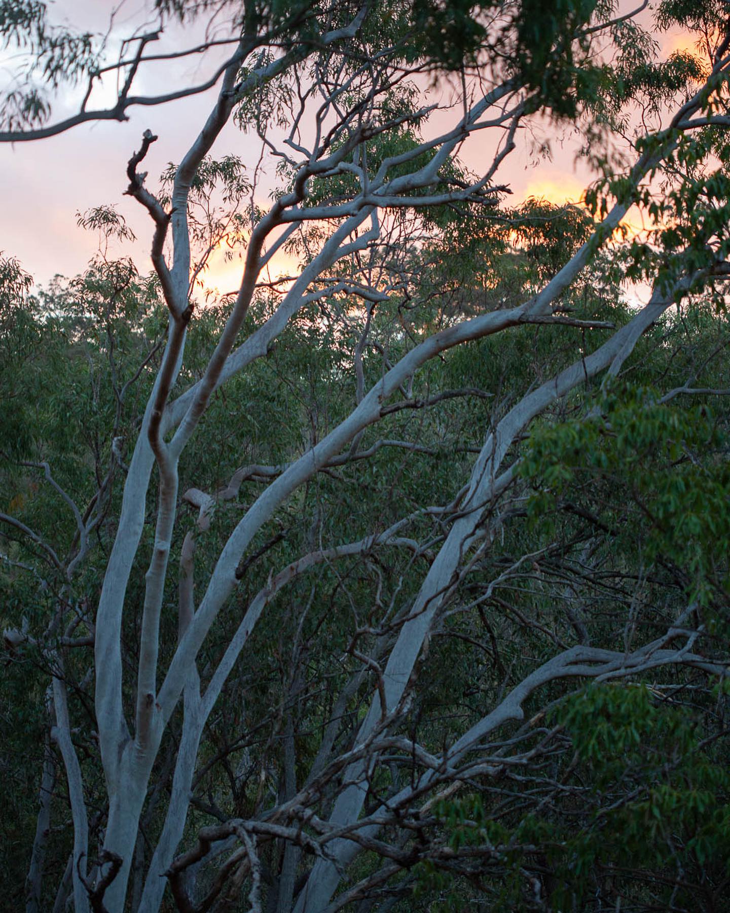 Saying goodbye to a family home - filled with memories and tears and laughter over 30 years - is a bittersweet moment.
So happy I got to capture this grand old lady of the bush for one of my favourite families 🍃💚
#toowoombahome #toowoombaphotography #bushproperty #bushland #propertyphotographybrisbane #brisbanephotographer #toowoombaregion
