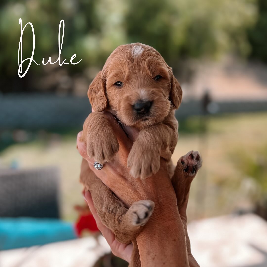 Our Bridgerton litter turned 3 weeks old on Saturday 🐾
Week 3 is a big week for these sweet babies. We introduced a potty area and they are doing so well learning to go in the designated area. This week they will continue with their daily puppy handling desensitization and try puppy mush for the first time. Make sure to follow our stories for all the cuteness!
If interested in adding one of these perfect babies to your family comment “puppy” below and I will send you information.