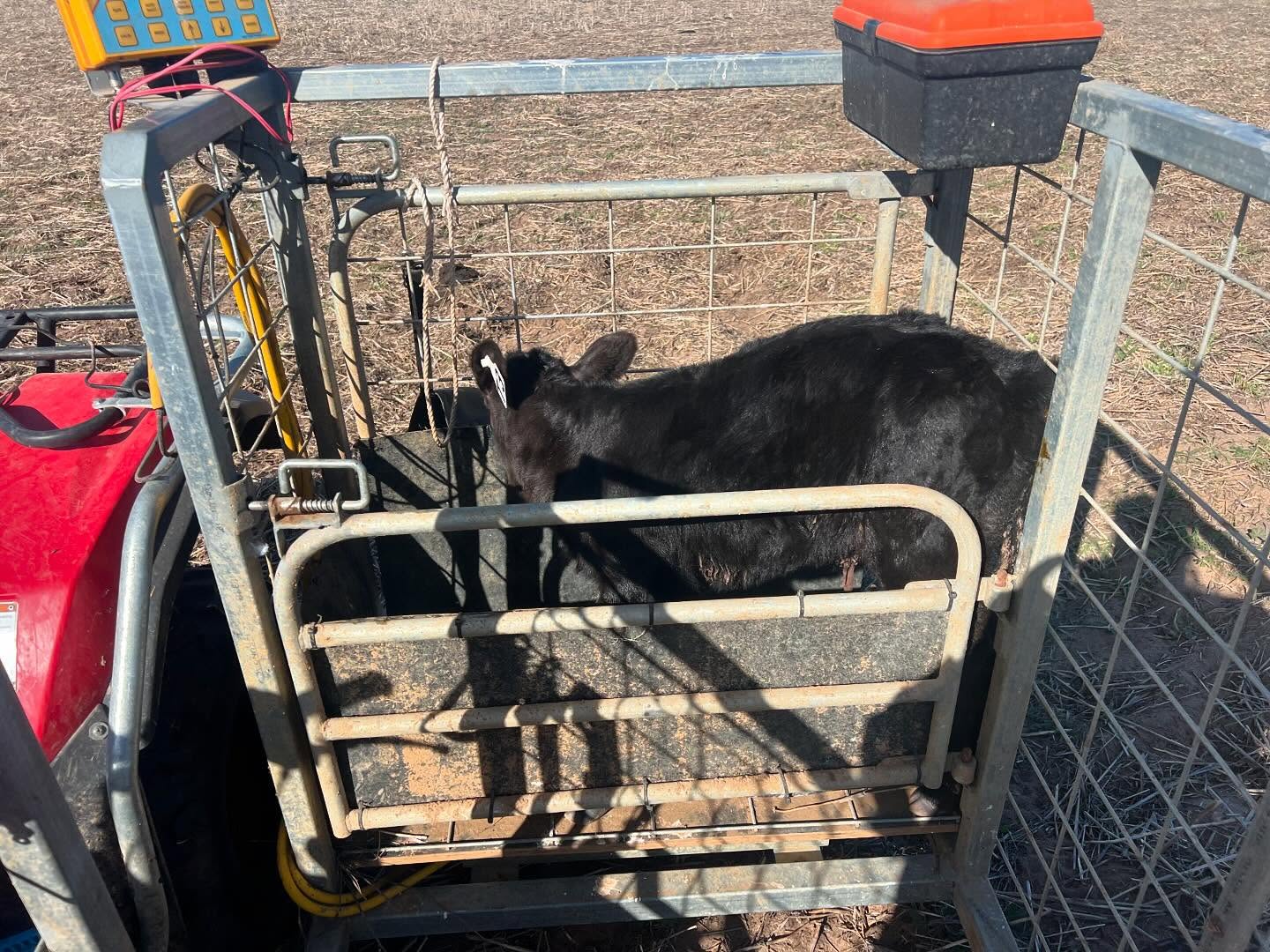 Calving season has begun, with our first calf for the year being a Reebok heifer calf out of a Quarterback T heifer. Looking forward to seeing new genetics arriving over the coming weeks and months.
#firstcalffortheyear #v1 #heifercalf #mandayenreebokR442 #bulloakwellangus #angus #angusproud