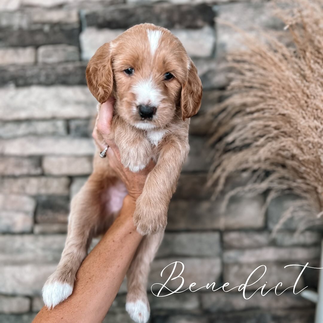 Our Bridgerton litter is 4 1/2 weeks old.
These little angels are making me so proud! I’m impressed with how quickly they have learned to use their designated potty area. They are unbothered by the vacuum and our fireworks sound desensitizing.
We have 2 spots remaining for this litter, which will be our final litter of standard goldendoodles. Returning families will receive special pricing.
Comment “PUPPY” below for info on available puppies🐾🐾