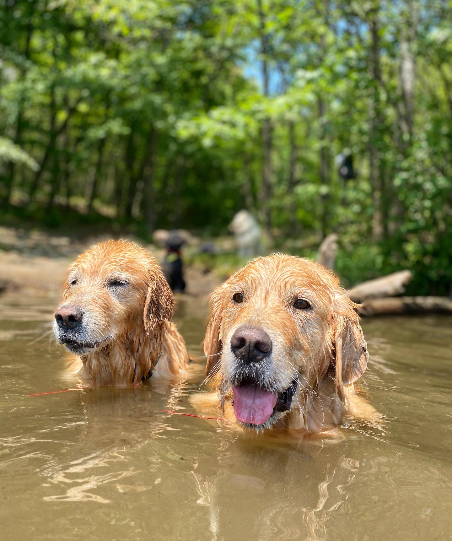 Dog days of summer! 🐾