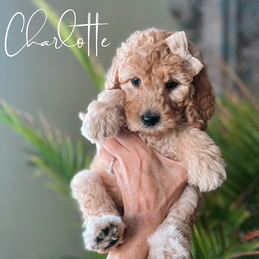 Our Bridgerton litter turned 6 weeks old this past week.
Puppy selection day was this past weekend. It is always so wonderful to meet our puppy families and our puppies always seem to end up exactly where they were meant to be.
Daphne’s family had their eye on her since the day she was born, they had an immediate connection.
Charlotte now Sonora, is a birthday gift for the dad. They have been waiting patiently since last summer to add this sweet girl to their family.
Duke now Kylo, will be joining a wonderful family and have an older brother and sister to play with.
Benedict will be keeping his name and be called Benny. He will have a big brother and sister to play with.
Eloise now Cali, found the perfect family and will have a goldendoodle big sister to share toys with.
.
.
.
.
.
.
.
.
#goldendoodle #goldendoodlepuppy #goldendoodleforsale #californiagoldendoodles