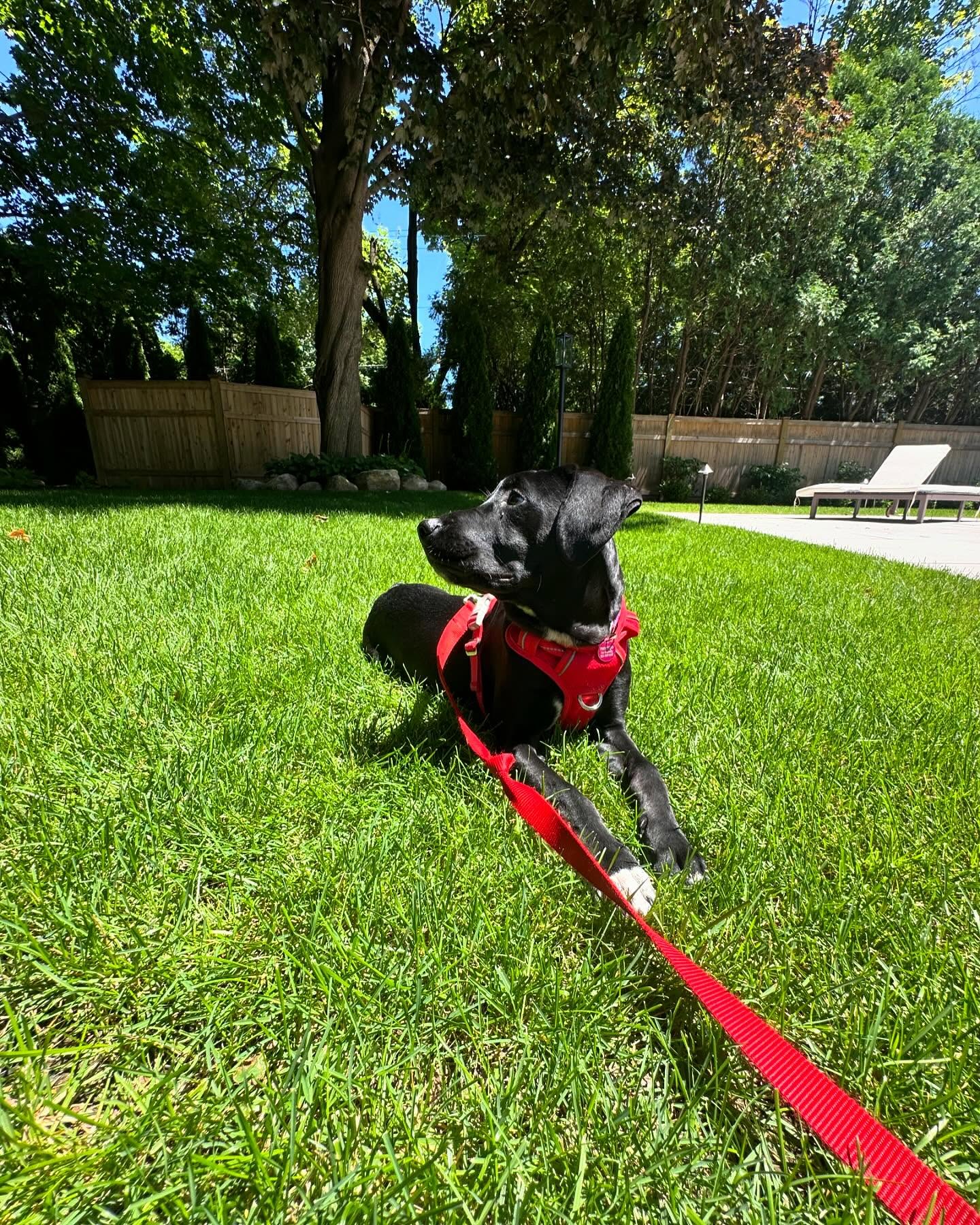 “This lady wants me to go potty but it’s really hot and these birds are far more interesting” 😄