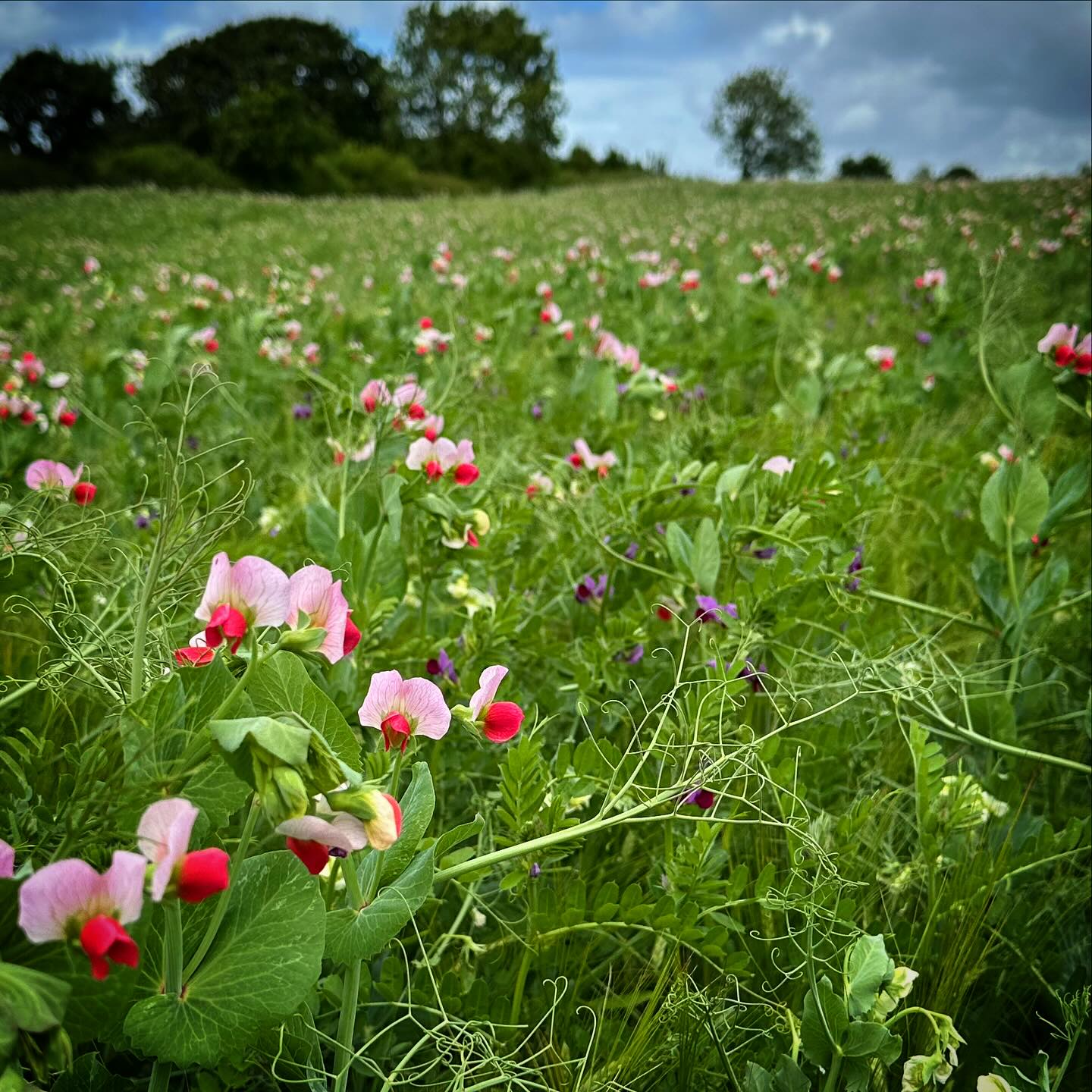 Our beautiful Wholecrop, and the peas are looking particularly pretty!
The clip is from just a week ago, what a difference 168 hours, and some sunshine can make.
Photo taken by Jonny Walker
#wholecrop #wholecropbarley #wholecroppeas #pasturefed #grassfed #pastureforlifecertified #westcountrybeef #devonagriculture #dartmoorfarming