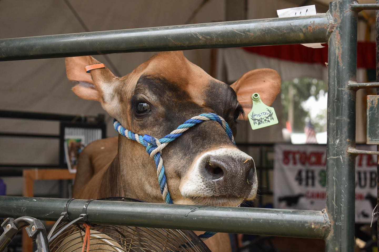 Her name is Pistol.
Named after the very thing that may take her life.
The irony is not lost.
It’s fair season here in Oregon and I’ve been reflecting on the animals I’ve met in previous summers. They will endure long days in transport to be kept in stalls at livestock pavilions. They will be tied up, sheared, and on full display without any privacy or agency. They will be sold, exploited, and eventually slaughtered.
Such a strange place, the county fair. All cotton candy and ferris wheels, while Pistol stands in the barn, looking out from a life she barely lives, and catches my eyes for a moment I still remember.
✨🖤✨