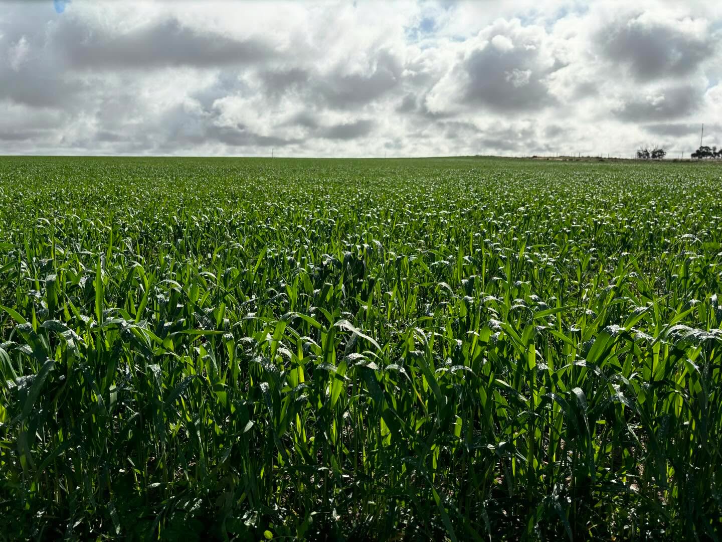 Looking forward to getting cows and calves out on this trit and vetch feed soon. Amazing what a bit of rain does!
#winter #mallee #pinnaroo #bulloakwellangus #feedfinallytakingoff #rain