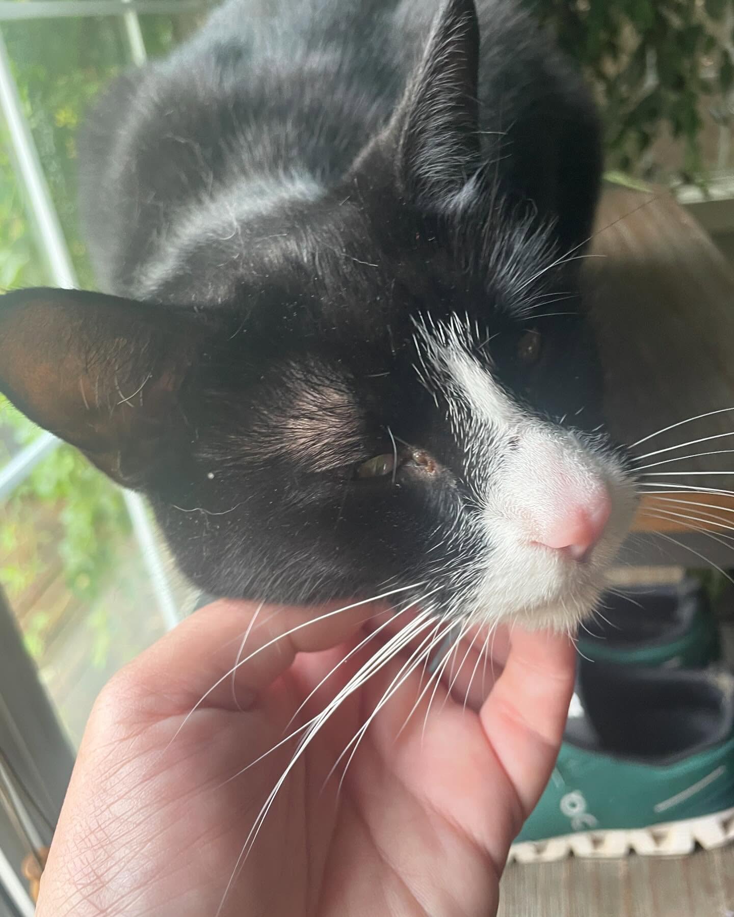 Hollyberry is a lovey dovey tuxedo. Love hanging with her 🖤🤍#coolcatsofinstagram #coolcatsofyxe #saskcats #catsofsaskatoon #catcareyxe #catsitteryxe #catsofinstagram #petsitteryxe #saskatooncats #tuxedocat #tuxedokitty