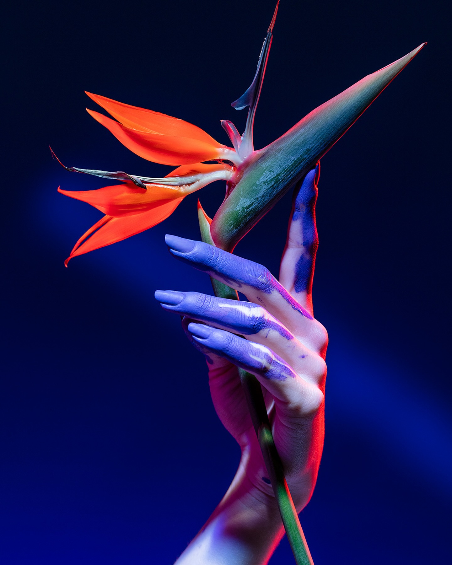 Floral, fruity, powdery and woody: Frangipani is a homage to the high-quality ingredients of the Canary Islands. Its soft style adds a floral, powdery touch to Maison Label’s bold base fragrances (such as Amber & Rosewood, Olive Wood & Leather and Maltol & Cinnamon).
Try the layering experience and discover your new favorite fragrance.
#MaisonLabel #Frangipani #NichePerfumery #Layering #fruity #scentoftheday #fyp