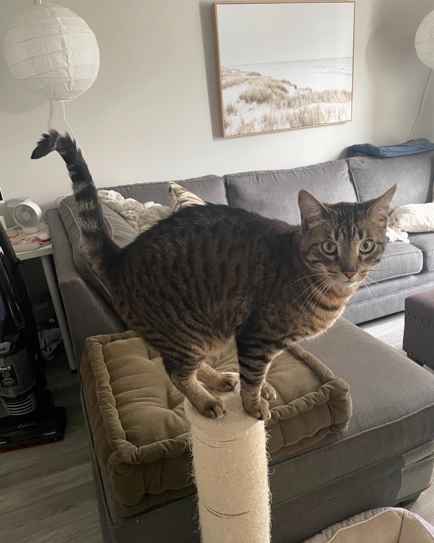 Hello circus cat Jasper! Beauty of a tabby 🤎#coolcatsofinstagram #coolcatsofyxe #saskcats #catsofsaskatoon #catcareyxe #catsitteryxe #tabbycatsofinstagram #catsofinstagram #petsitteryxe #saskatooncats