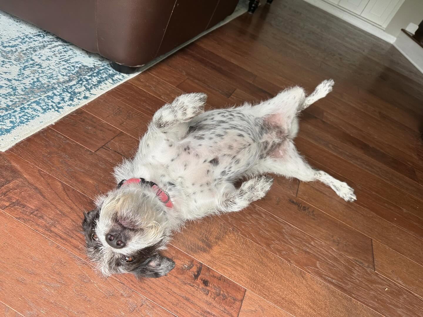 Always got to pay the tummy tax before we go outside 😁