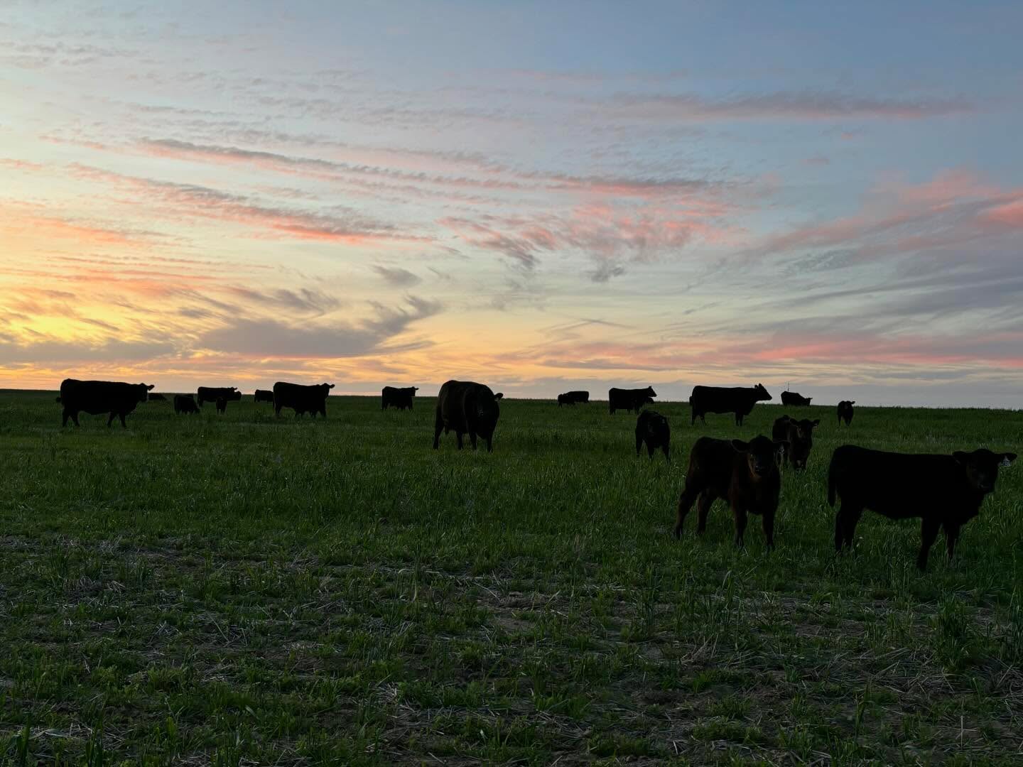 End of day quick check around the cows
#mallee #sunset #pinnaroo #bulloakwellangus #freezingoutside #needrain