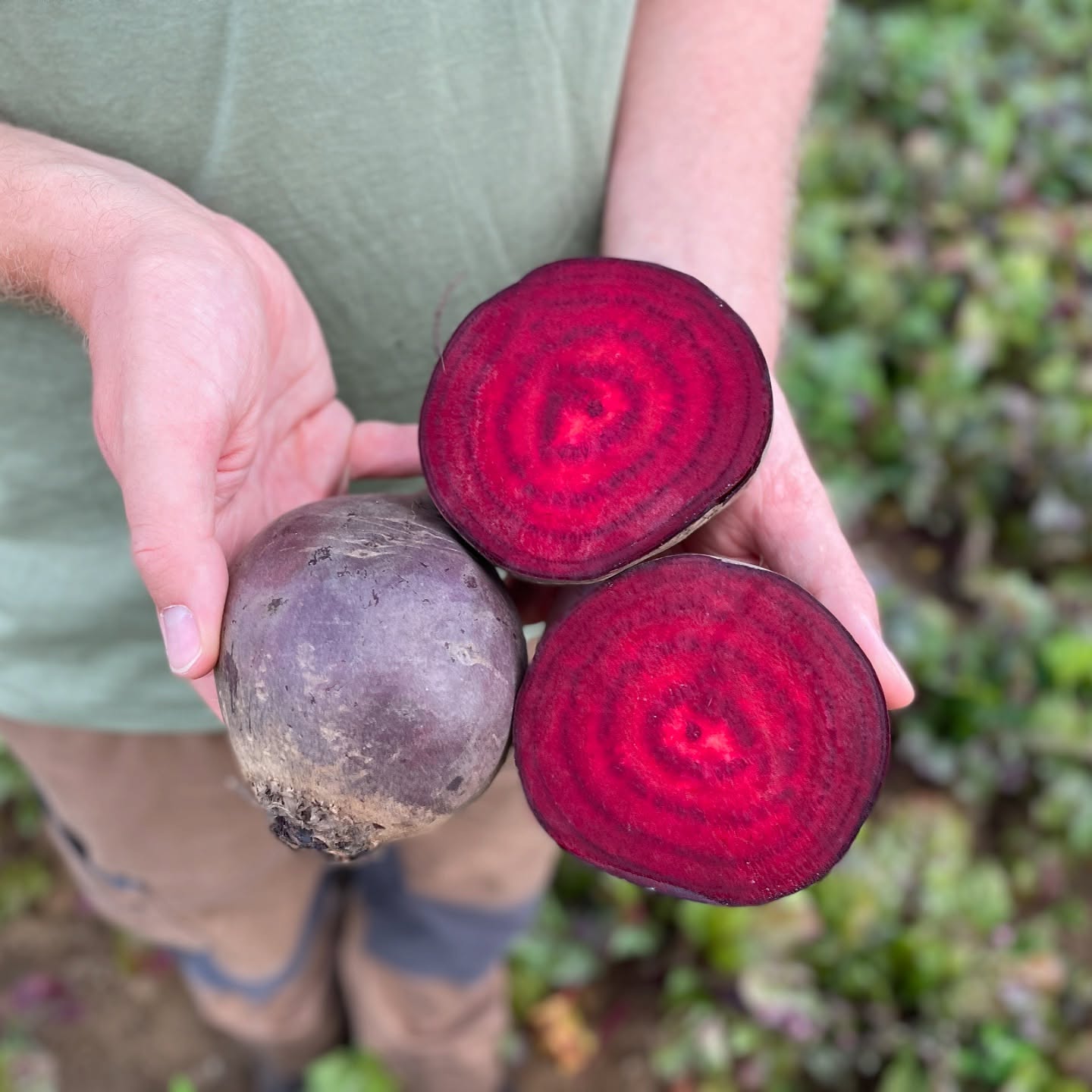 Rote Bete frisch vom Feld! Eine wahre Nährstoffbombe! 🌱👨🌾 Wusstet ihr, dass Rote Bete voller Vitamine, Mineralstoffe und Antioxidantien steckt und euch einen echten Energieboost geben kann? Perfekt für eine gesunde Ernährung in der dunklen Jahreszeit.
Nach ein paar Anbauversuchen in den letzten Jahren, bieten wir sie in diesem Jahr das erste Mal für unsere CrowdFarming-Kunden an💪
📸 Diese tollen Bilder sind beim Shooting mit Sönke für CrowdFarming entstanden. Swipe für mehr Eindrücke von dieser tollen Rübe und erzählt uns, wie ihr Rote Bete am liebsten zubereitet! ✨
👉 Und für alle, die direkt mit uns ein Teil der Ernte teilen möchten: Über CrowdFarming könnt ihr eure eigene Kiste frischer Rote Bete bekommen. Den Link findet ihr in unserer Bio
#RoteBeteLiebe #BioVomFeld #SuperfoodNatur #BioRoteBete #RegionalUndSaisonal #SuperfoodRoteBete #Crowdfarming #Erntefrisch #VomFeldAufdenTeller #FrischVomBauern #Bioland #GesundeErnährung #Biolandwirtschaft #LüneburgerHeide #SoenkesSuesskartoffeln #EigenerAnbau #RoteBete #VonUnsFürDich
Bio Rote Bete online kaufen
Frische Rote Bete per Paket bestellen
Rote Bete direkt vom Bauern kaufen