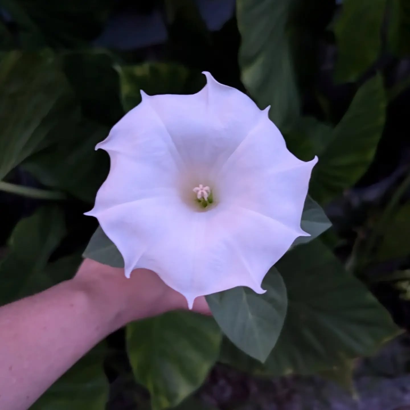 A little drizzle is in the forecast but the big 50% off sale is still on for today! 10am - 5pm (or until the plants run out!).
Grab your umbrella and come start your Sunday with some amazing deals on some new plants!
1438 Newman Ave, Lakewood OH. 44107.
See you soon!
#druidgreenhouse #smallbusinesslakewood #gardenersofcleveland #ohiogardening #plantsale