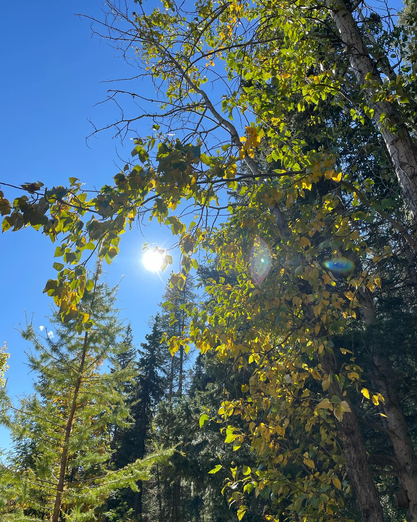 Fall is in the air!! 🍁🍂.Only two markets left.
👉fall veggies in season.
👉fresh apples.
👉great early Christmas gifts.
.
.
.
#banffnationalpark #banfffarmersmarket #banfftown #banfflocals #bowvalleylocals #albertafarmersmarket