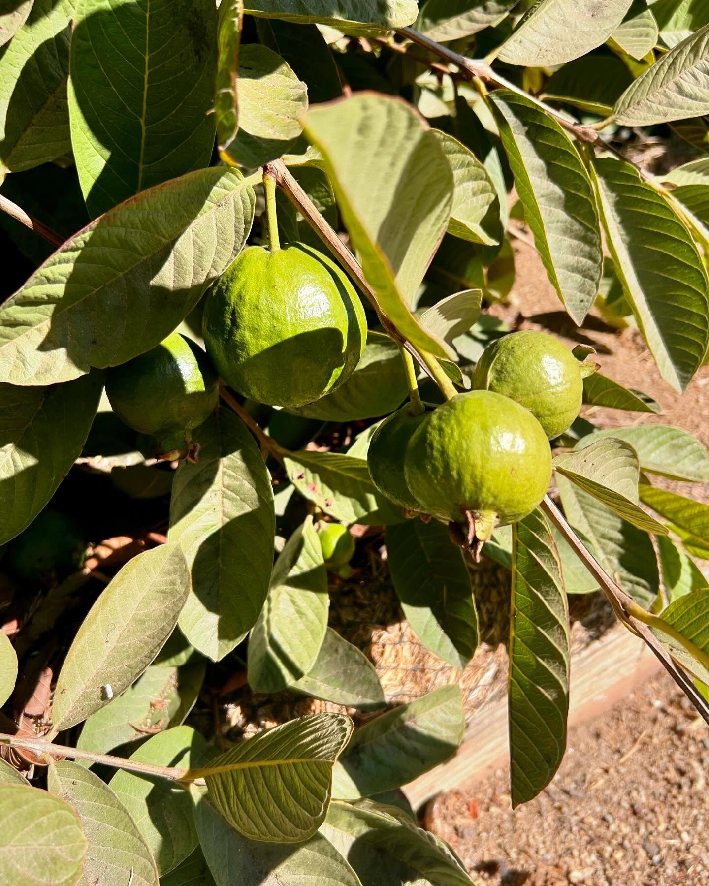 We are making progress toward opening day forecasted for end of November. As you can see fruit still small and pretty green but in next 45 days they will begin their journey to your tummy. We predict a great season.
