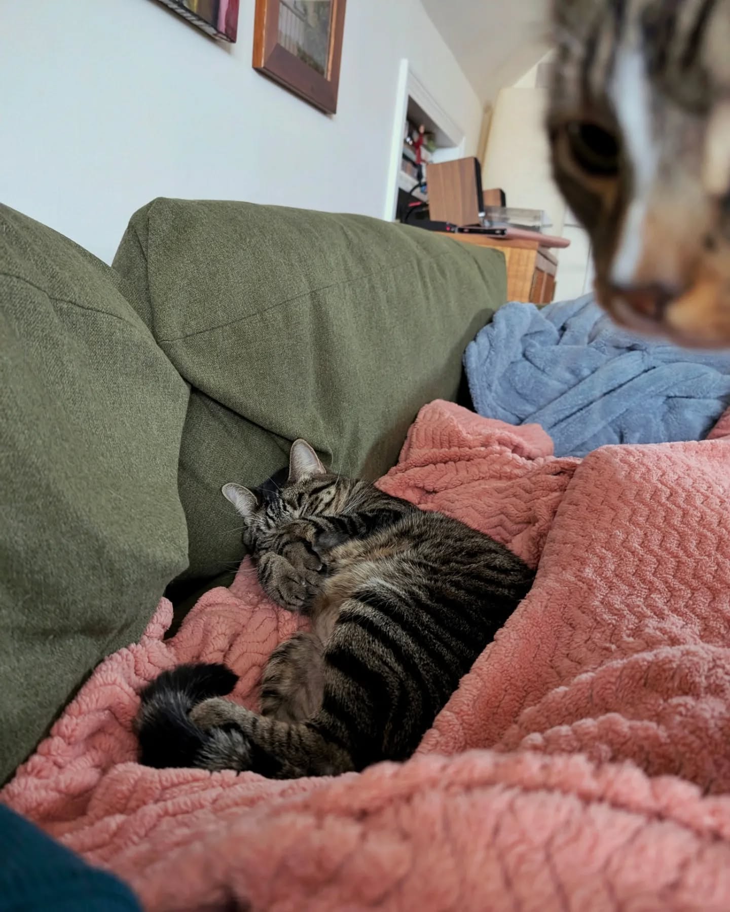 I was just trying to take a cute picture of Tetra lmao, Mr. Main Character had other plans 😽