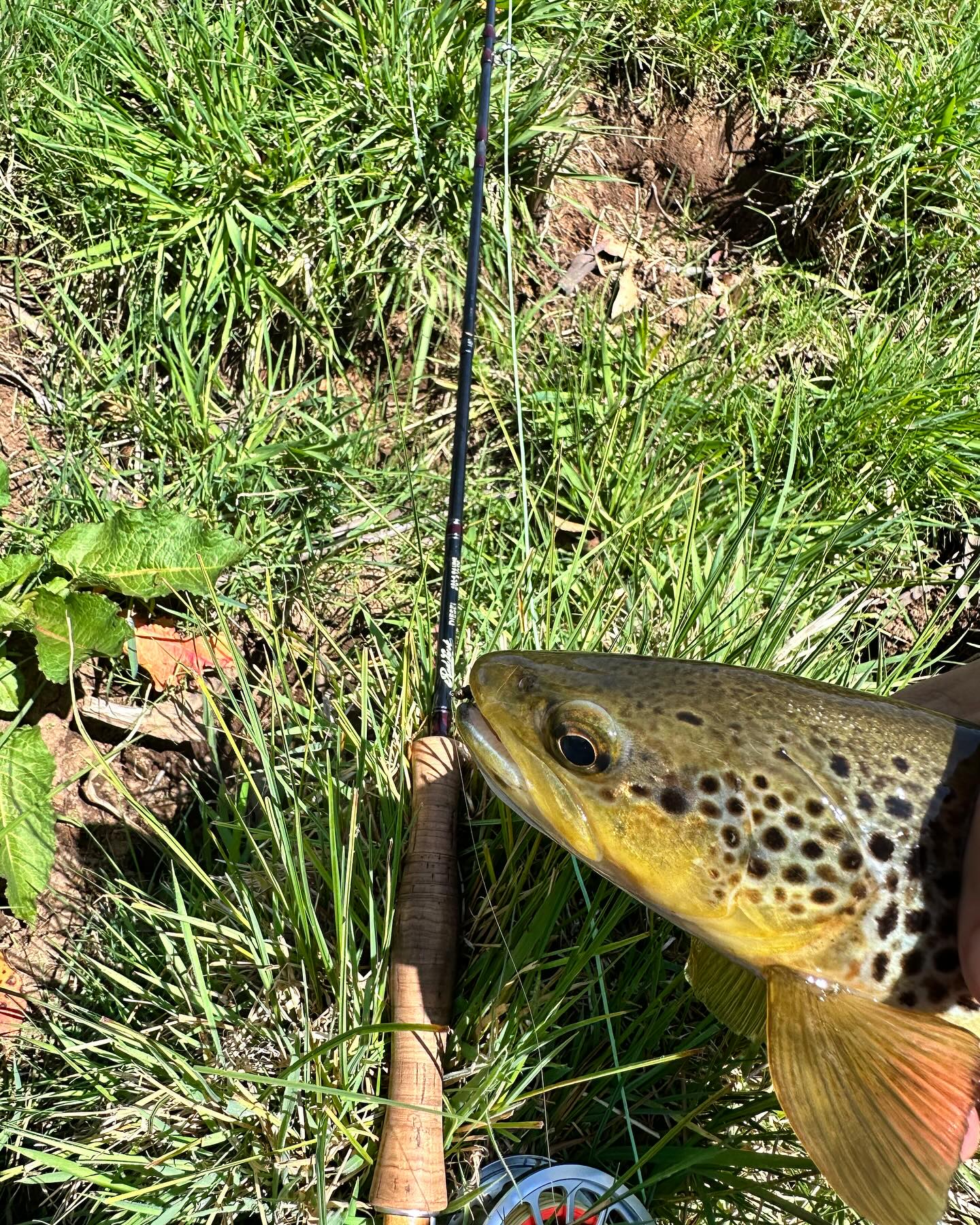 Show us a photo your first trout this season here in Australia. This was a great little brown I picked up using my 486-4 Red Truck Diesel near Dorrigo, NSW a few weeks ago.
#flylife #flyfishingaustralia #flylifenation #flyfishingNZ #flyfishinglife #troutbum #flyfishing #catchandrelease #flyfishinglife #flyfishingsaltwater #saltwaterflyfishing #flyfishingonly #flytying #flyfishingadventures #flyfishingaddict #flyrod #flyfishingjunkie #flyfishingnation