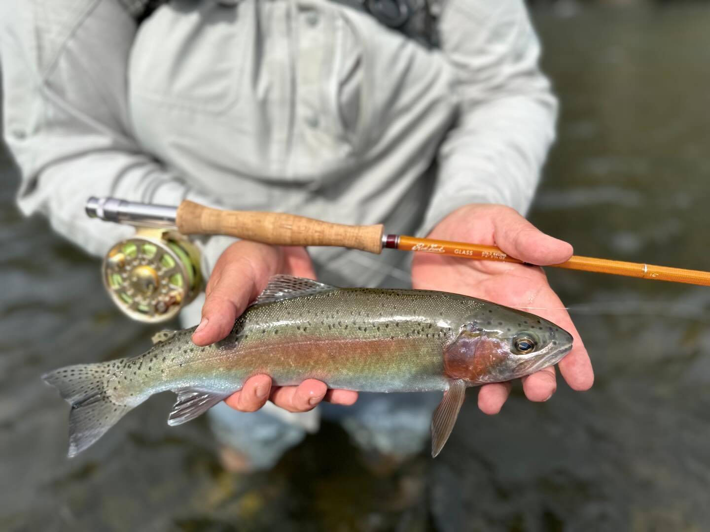 A great morning on the water with the @redtruckflyfishing 3wt Diesel GLASS flyrod.
#flyfishingaustralia #nzflyfishing #glassflyrod #dryfly #dryflyfishingheaven #dryflyfishing