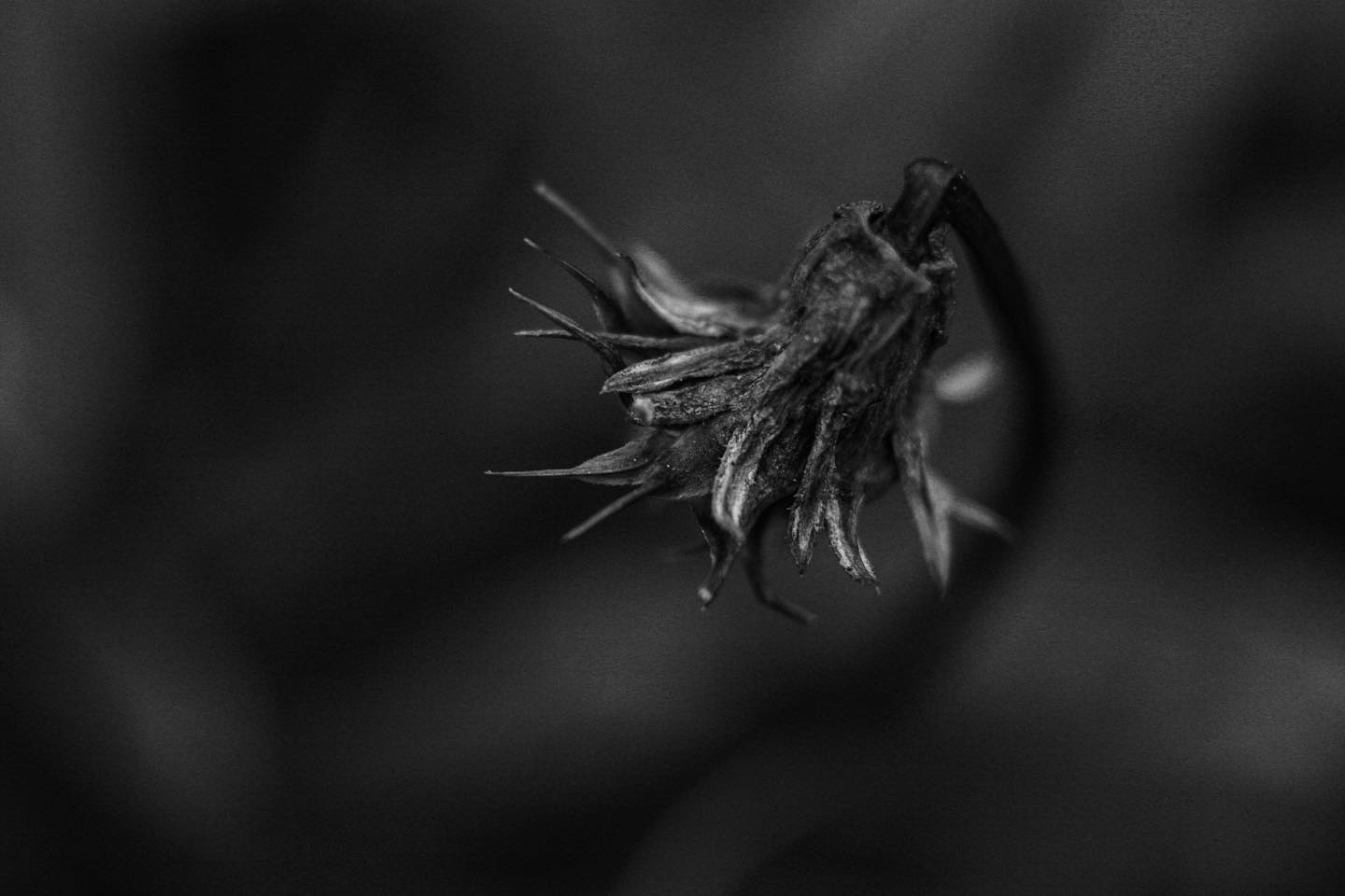 #canon20d