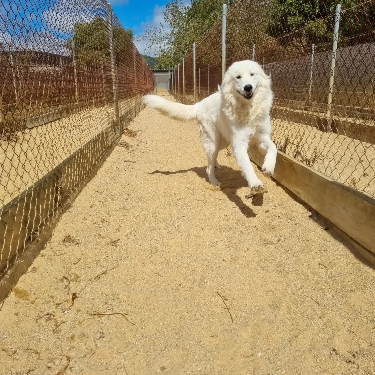 Some action shots of Cooper