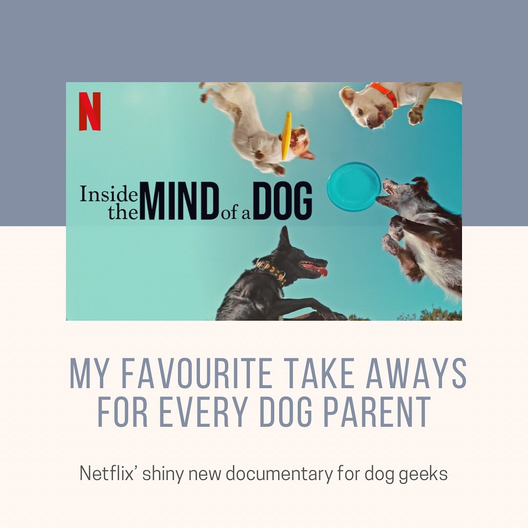 If you were wondering what to watch these days, I got you!! 🤩🥳
Netflix has published their new documentary “Inside the Mind of a Dog” … and although I was sceptical at first 🤨
It was a really good one to watch! 😃
Also, I might have cried a few times, especially towards the end - but I’m not here for spoilers 🤐
Swipe through the post to see the TOP 5 most important take aways for dog parents. 🫶🤓
(from my perspective as professional dog trainer)
Tell me in the comments: what were your favourite insights from the documentary? 💬
#insidethemindofadog #netflixdocumentary #dogparents #dogbehaviourtraining #onlinedogtraining