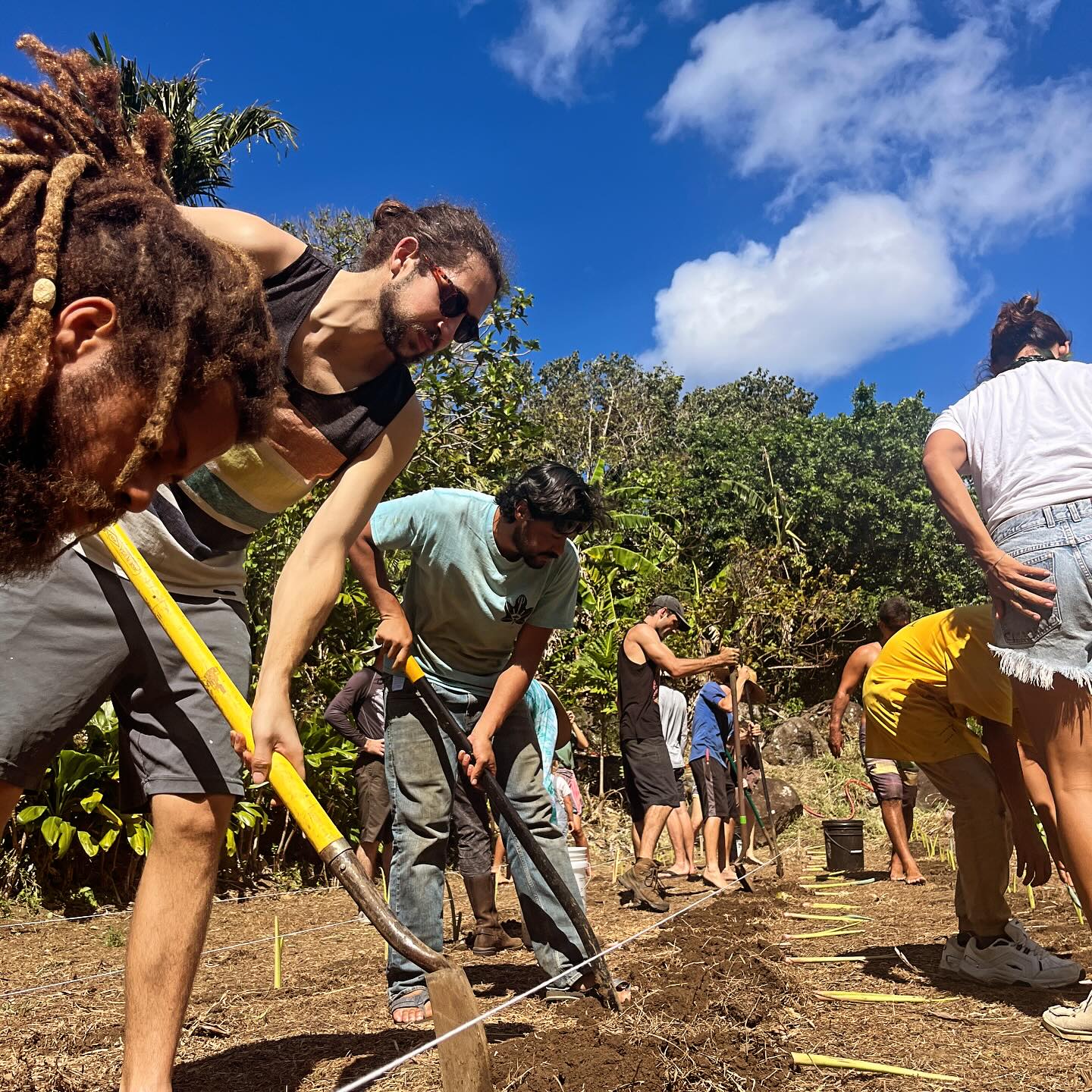 Last weekends kalo planting! 🌱🩵🙏🏽😮💨
Still relishing in all the beautiful moments in and out of the lo’i. Mahalo nunui to everyone who lent their loving hands to kanu with us and to end the day with the sweetest papakuʻiai session🫶🏽 I couldn’t be more grateful💗
Special mahalo to our beloved @lanakilamangauil and @hoa_hawaii not just for he’s unwavering support from the project’s inception and during challenging moments but for being a living embodiment of aloha ʻĀina.
Two years ago, we were given the opportunity to steward these ancient lo’i and grow food. It has become much more than that. This ‘Āina has become a convergence of people from all walks of life, kanaka maoli and beyond. Mahalo akua, na aumakua a me kūpuna kākou, mahalo, mahalo, mahalo🙏🏽
Dm to join us as we reconnect with nature’s rhythms and build pilina between our kūpuna and each other.
Aloha ʻĀina, ʻoiaʻiʻo 🌱✨🌖
#FullMoonPlanting #LoiKalo #TraditionalCeremony #ahupuaa #restoration #TaroFarming #HawaiianCulture #MoonMagic #SustainableLiving #CulturalHeritage 🌿✨