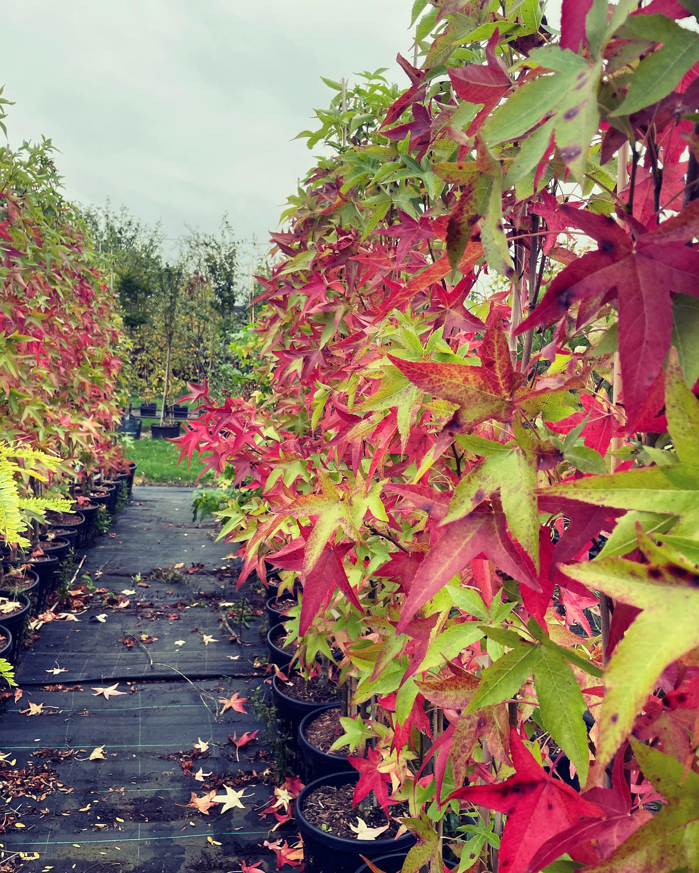 Liquidambar ‘Slender Silhouette’ 🍁