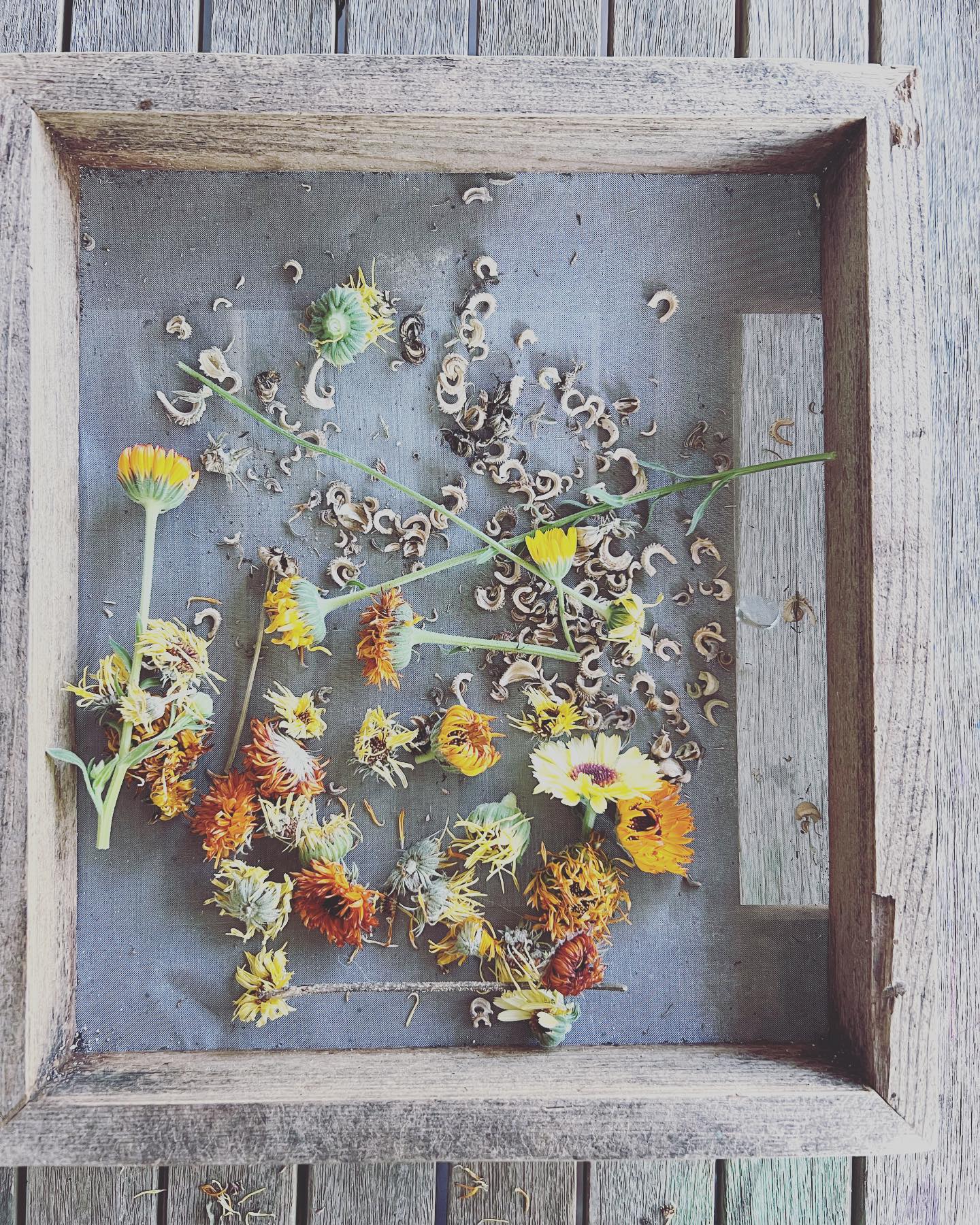 Commencing the seed harvest. Weeks of fun collecting ahead. ✨✨
#naturepreschool #preschoolgarden #calendula #marigolds #zinnias #septembergarden @larksongpreschool
