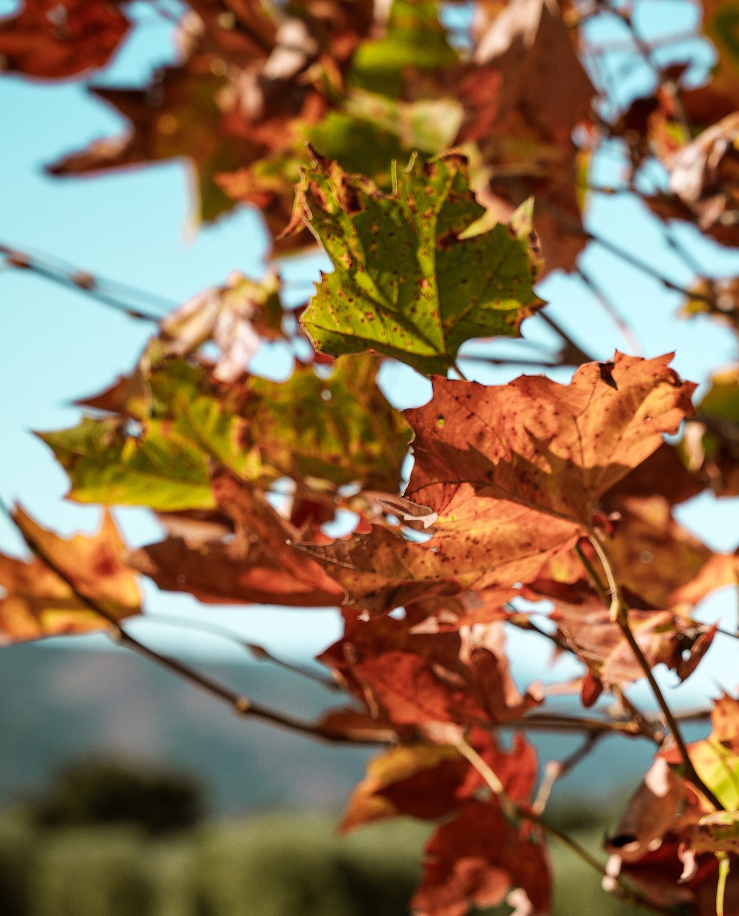 🍂Fall is here, and so is your next Wine Club Shipment! 🍷 Time to customize your selection with our new releases:
- 2020 Triple Crown, a Top tier blend of Petit Verdot, Head Trained Cabernet Sauvignon & Cabernet Franc
- 2020 Cabernet Franc - Estate
Mix it up with something new, or stick to your familiar favorites, Your perfect fall lineup is just a couple clicks away!
🗓️Customize by: October 20th
📦 Shipping: October 23rd
📍Tasting Room Pickup: October 25th
Also, Join Rick and Aurora at our Los Olivos Tasting Room for our Owners Take Over Afternoon on October 18th starting at 4pm! We will be pouring our new releases and a special vertical flight! See you there!