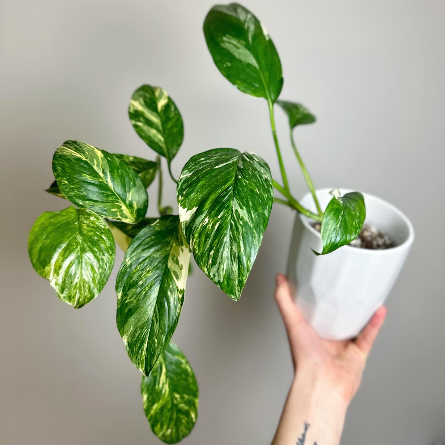 This one’s become one of my absolute favorites, and I didn’t even know I wanted it until I had it 😅 #monsteralechlerianavariegata
Sometimes that’s more fun than getting a wishlist plant!
🛍️ Links to all my favorite products & special discount codes in bio! 🩵