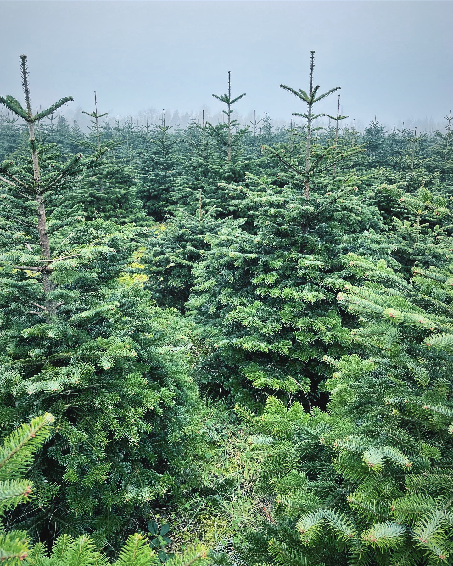 ❄️🎄 Who’s coming to see us this weekend? 🎄❄️
We’re open again 10.30am-3.30pm:
🎄Friday 1st December
🎄Saturday 2nd December
🎄Sunday 3rd December
📆 We still have some availability on the above dates, book online at durhamchristmastrees.co.uk
🌟 TREE PRODUCTS / SERVICES 2023 🌟
🎄PICK YOUR OWN plantation - Norway Spruce and Nordmann Fir.
🎪 Under shelter - FRESHLY CUT Nordmann Fir 5ft - 11ft, POT GROWN Nordmann Fir up to 5ft & Christmas Tree stands will be for sale
🎄CLICK AND COLLECT - message us with your requirements and we can choose the perfect tree for you
🥾 Please remember to bring wellies or walking boots for visiting the PYO plantation
#outdooractivities #locallysourced #freshlycut #pickyourown #PYO #durham #christmastrees #northeast #durhamchristmastrees #heughhallfarm #smallbusiness #christmasiscoming #nordmann #fir #norway #spruce