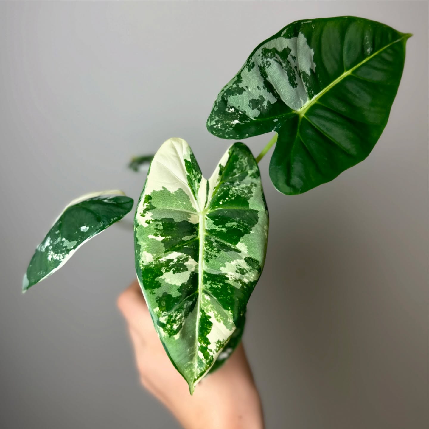 🏆 And the award for coolest new leaf goes to…..this stunner 🥵 #alocasiafrydek
#alocasiafrydekvariegata #alocasiafrydekvariegated