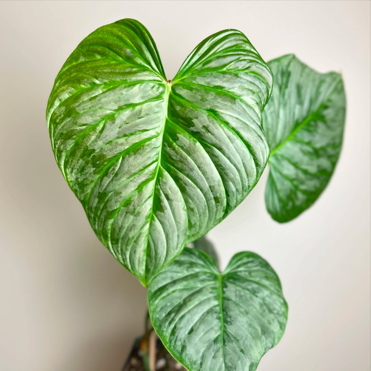 Another new favorite in my collection #philodendronmajestic
Love me some big silvery leaves! 🩶
#silverphilodendron