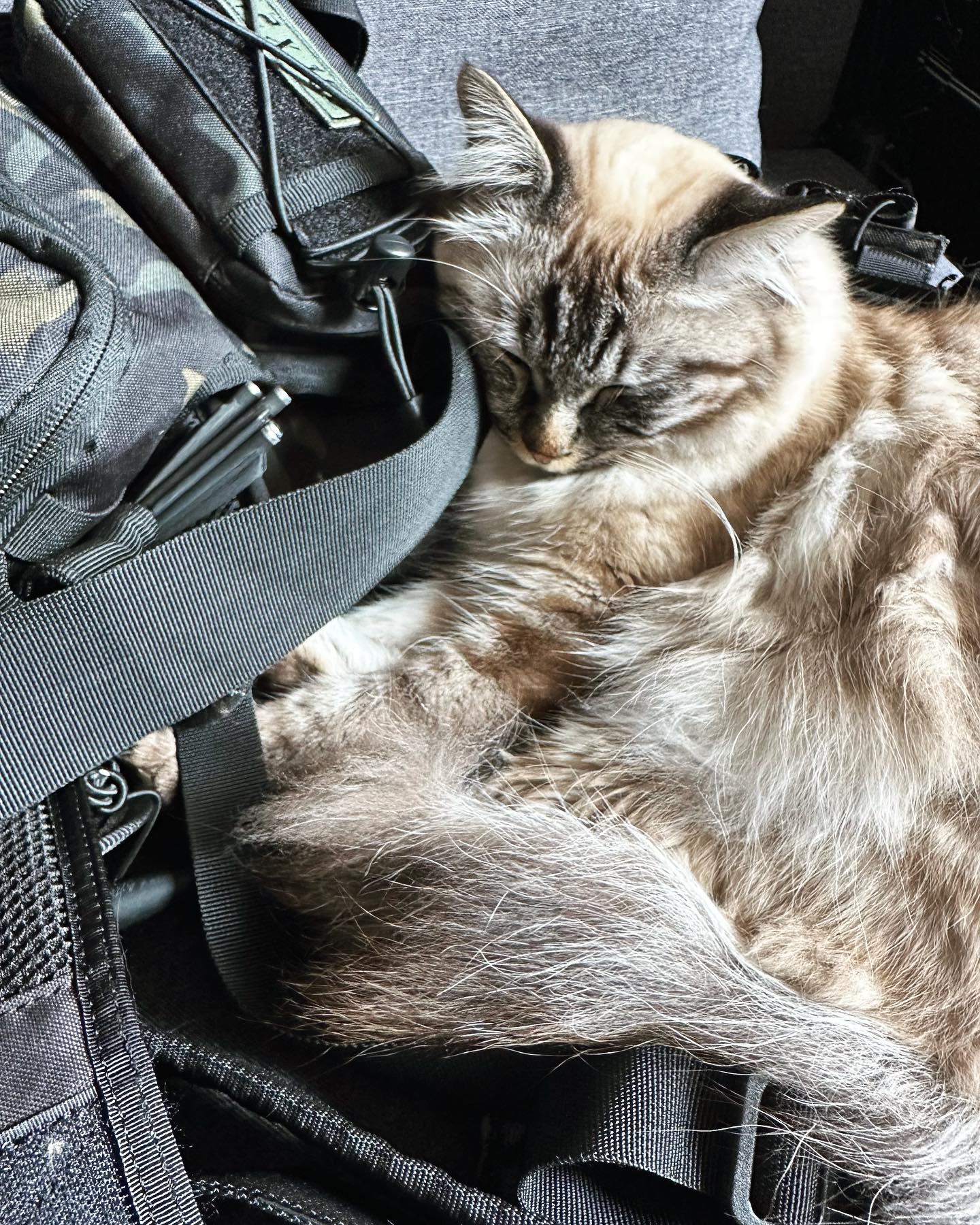 Tactical Kater
#cat #catcontent #archery #holybirman #birmancat