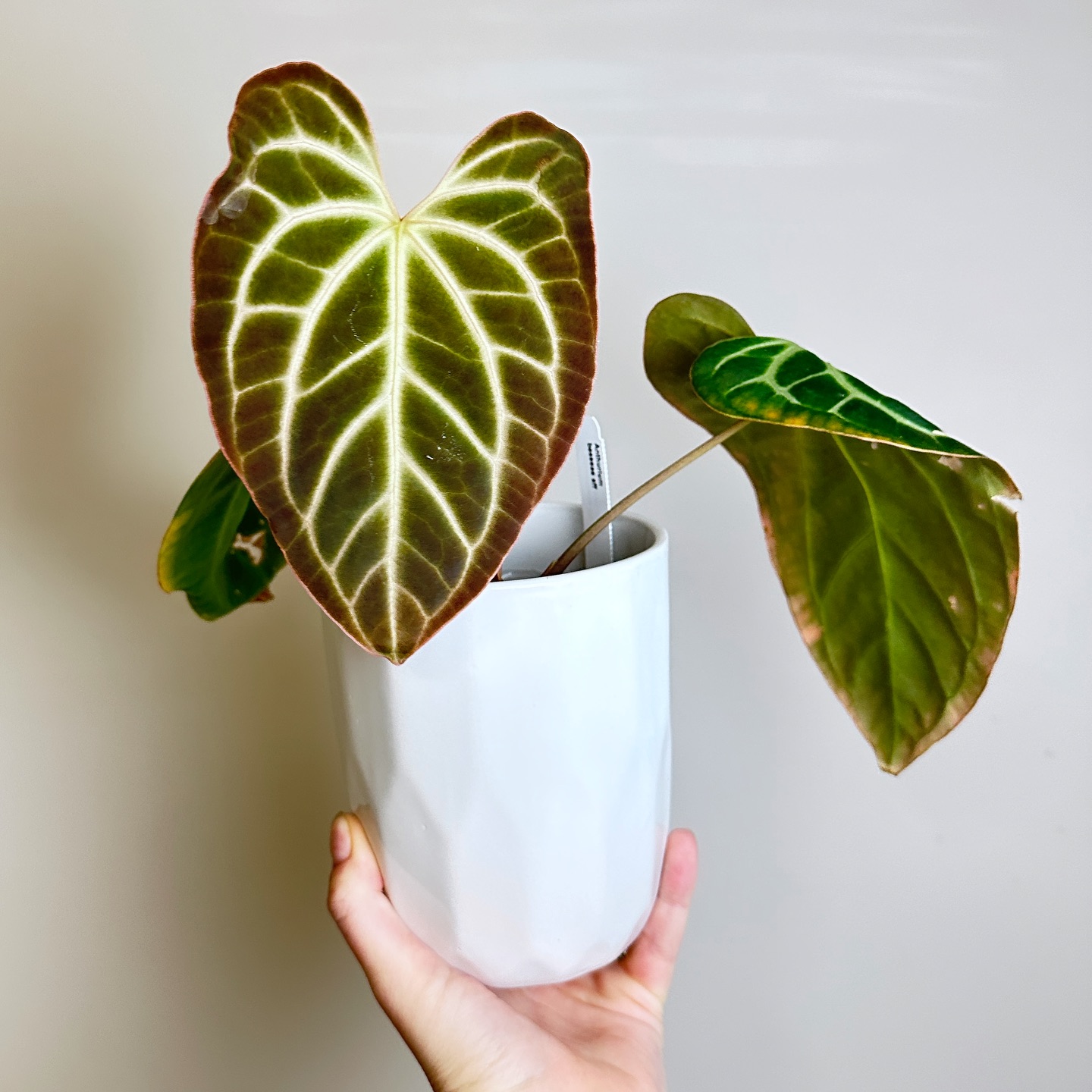 Finally got my first leaf on my #anthuriumbesseaeaff 🤩🤩
How beautiful is that coloring??
#anthuriumbesseae #anthurium #anthuriums