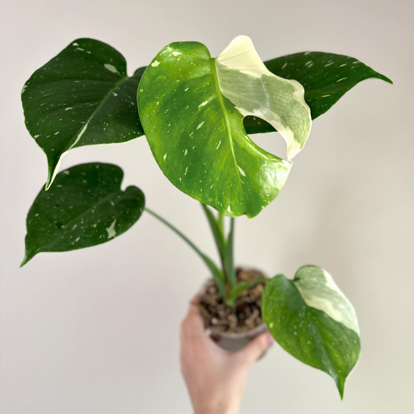 Just a few plants I’ve been obsessing over lately 🤩 and ummmm this newest leaf on my Thai con? 🫣 I need sunglasses 😎 which is your fav?
They all happen to be from @bwhplantco because it’s the only place I’ve been buying plants from recently! 😂
🎁 And if you’re looking to freshen up your collection, this week is the time to do it!
🎉For their 5th birthday EVERYTHING on the site will be 30% (40% if you add my code BEEHIVE3 at checkout 🤯) May 2-6th.
💰There’s a #GIVEAWAY too!
📷 Post a pic of your Thai con by the end of May with hashtag #bwhplantmail
Community voting starts in June.
Prizes: $750 BWH Gift Card for 1st place, $250 for 2nd, and $100 for 3rd.
#thaiconstellation #affiliate #bwhpartner