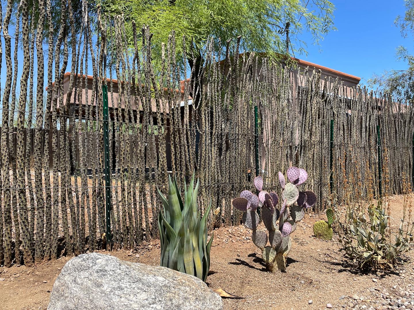 This is your sign to get an ocotillo fence💚🌸🌵
#sonoranocotillo #joshuatree #ocotillofence #livingfence #joshuatreecalifornia #sonorandesert #tucsonaz #phoenixaz #southerncalifornia #desert #desertvibes #ocotilloplant #desertdwellers #desertlife #scottsdale #plantnursery #desertscape #desertliving #desertstyle #fencedesign #desertlandscape #homeandgarden #calilandscape #desertarchitecture #stickfence #ocotillo #fenceideas #desertoasis #deserthouse #desertbloom