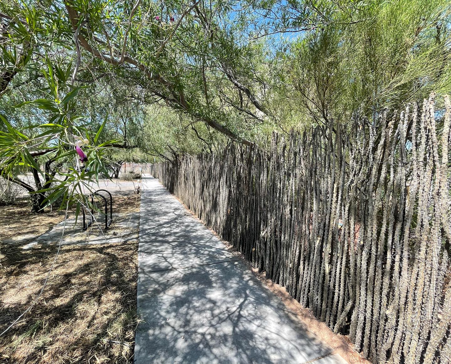 Secure your property with a continuous line of ocotillo fencing that blends right in with natural surroundings🌳🍃
#sonoranocotillo #joshuatree #ocotillofence #livingfence #joshuatreecalifornia #sonorandesert #tucsonaz #phoenixaz #southerncalifornia #desert #desertvibes #ocotilloplant #desertdwellers #desertlife #scottsdale #plantnursery #desertscape #desertliving #desertstyle #fencedesign #desertlandscape #homeandgarden #calilandscape #desertarchitecture #stickfence #ocotillo #fenceideas #desertoasis #deserthouse #desertbloom
