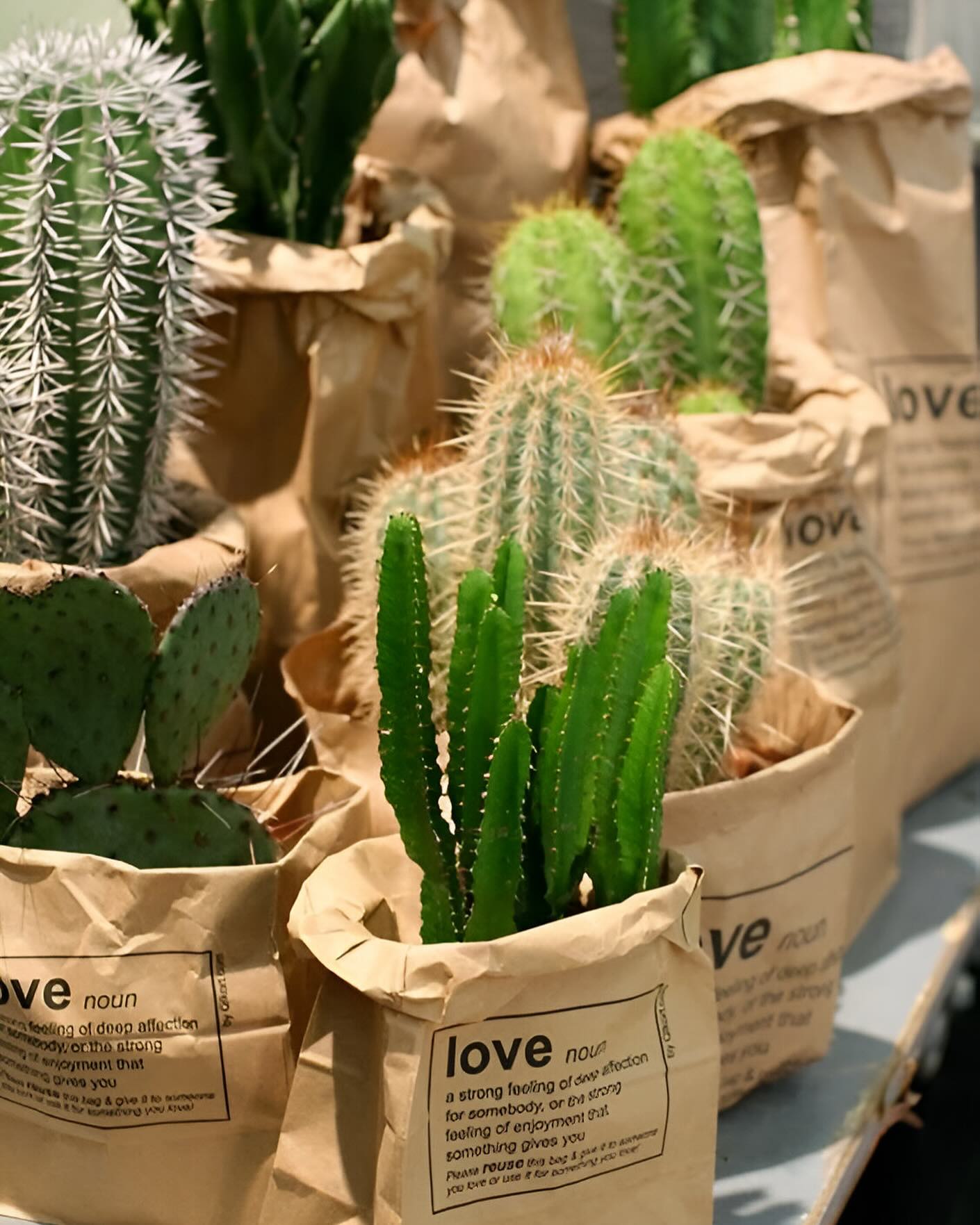 Capture the spirit of the desert with our mini cactus favors! Perfect for adding a unique touch to any celebration 🚚🌿
Discover the options in our website!
Pic from Pinterest!
#HomeDecor
#GiftIdeas
#CelebrateWithPlants
#SucculentObsession #SucculentGarden
#IndoorPlants
#OutdoorDecor
#DecorInspiration #WeddingFavors
#BabyShowerFavors
#HousewarmingGifts
#CorporateEvents
#UniqueGifts #CanadaSucculents #CanadaWeddings #WeddingFavoursCanada #WeddingFavoursOttawa #WeddingFavoursMontreal #WeddingFavoursCalgary #WeddingFavoursVancouver #MiniSucculents #EnduringLove
#LowMaintenancePlants
#DurableSucculents
