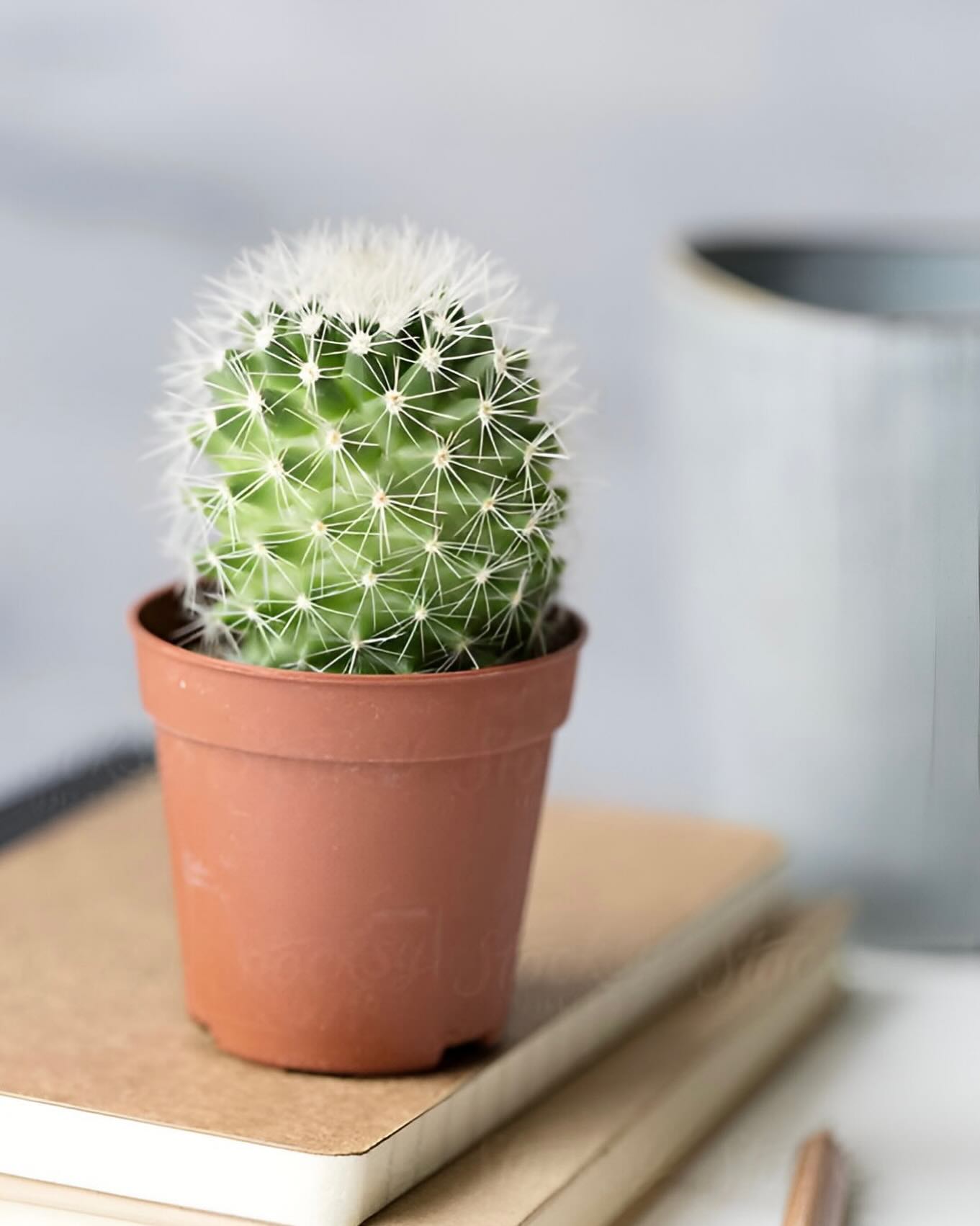 Create unforgettable memories with our succulent and mini cactus favors. Each plant is a lasting reminder of your special day. 🌿💖
Canada-wide shipping!
Pic from Pinterest!
#HomeDecor
#GiftIdeas
#CelebrateWithPlants
#SucculentObsession #SucculentGarden
#IndoorPlants
#OutdoorDecor
#DecorInspiration #WeddingFavors
#BabyShowerFavors
#HousewarmingGifts
#CorporateEvents
#UniqueGifts #CanadaSucculents #CanadaWeddings #WeddingFavoursCanada #WeddingFavoursOttawa #WeddingFavoursMontreal #WeddingFavoursCalgary #WeddingFavoursVancouver #MiniSucculents #EnduringLove
#LowMaintenancePlants
#DurableSucculents