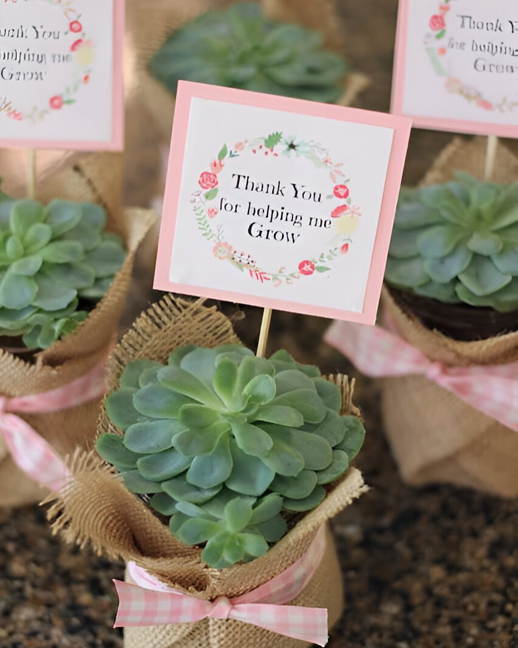 Make your event unforgettable with our mini succulent favors. These durable plants are a beautiful reminder of your special day! 🌍💚
Visit our website!
Pic from Pinterest!
#GTPlants
#SucculentFavors #DIYSucculents
#SucculentLove #SucculentArrangements
#SucculentCare #SucculentMagic
#DIYInspiration #OttawaSucculents #SucculentLife
#PlantLovers
#GreenDecor #CanadaSucculents #CanadaWeddings #MiniSucculents #WeddingFavoursCanada #WeddingFavoursOttawa #WeddingFavoursMontreal #WeddingFavoursCalgary #WeddingFavoursVancouver #EasyCareSucculents
#AdaptablePlants
#IndoorOutdoorDecor
#GiftsThatGrow
#EcoFriendlyWedding
#SustainableLiving
#PlantLoversCanada
