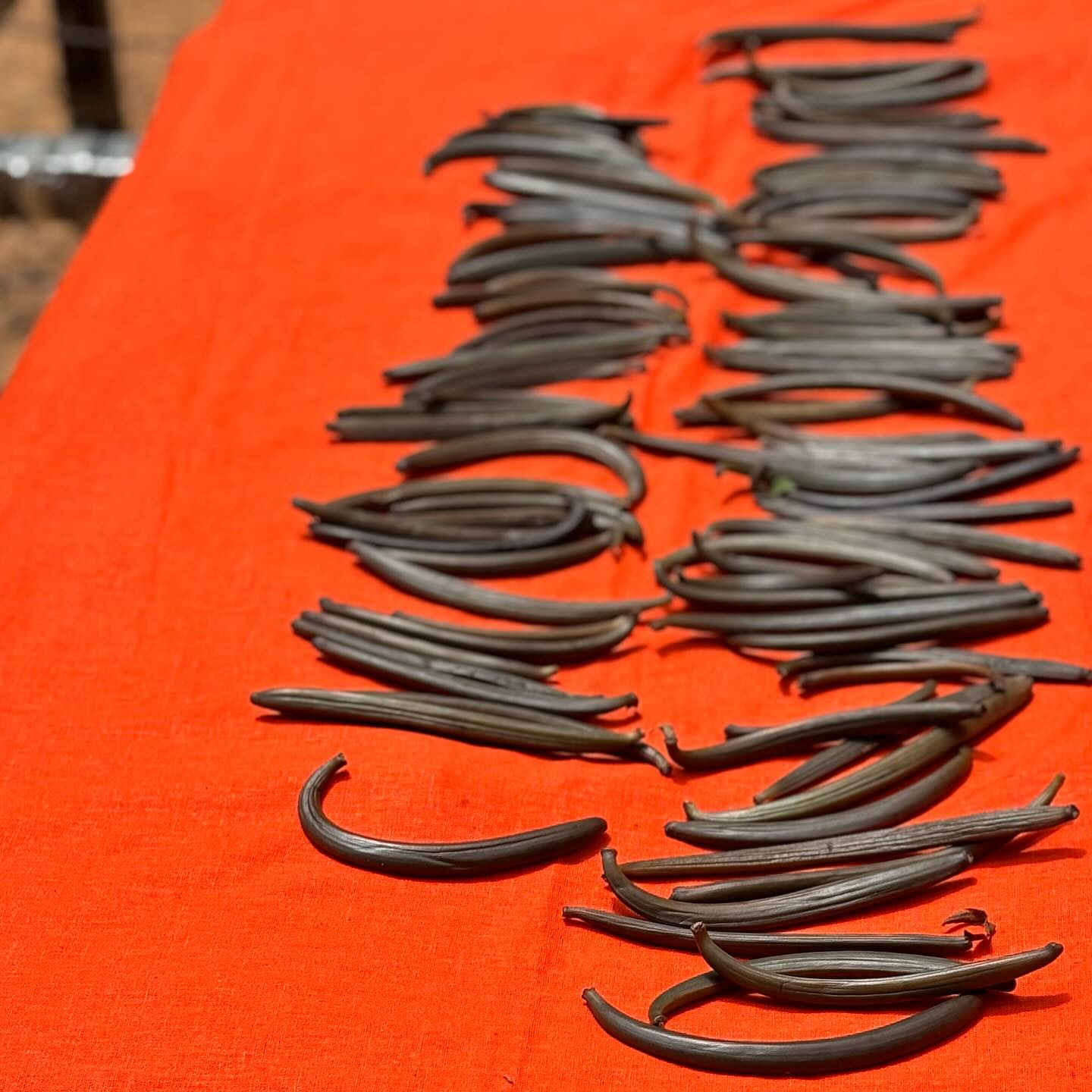 Growing, harvesting and drying vanilla require oh so much patience!
Each pod is the seed of the Vanilla plant, which is actually a type of orchid! Every plant has to be hand pollinated and then goes through a detailed and slow process to dry the pods. This can take six to nine months to complete! All of our vanilla is grown in site and lovingly nurtured, picked, and processed by our fantastic team of local women!
#women #womenempowerment #srilanka #vanilla #process #patience