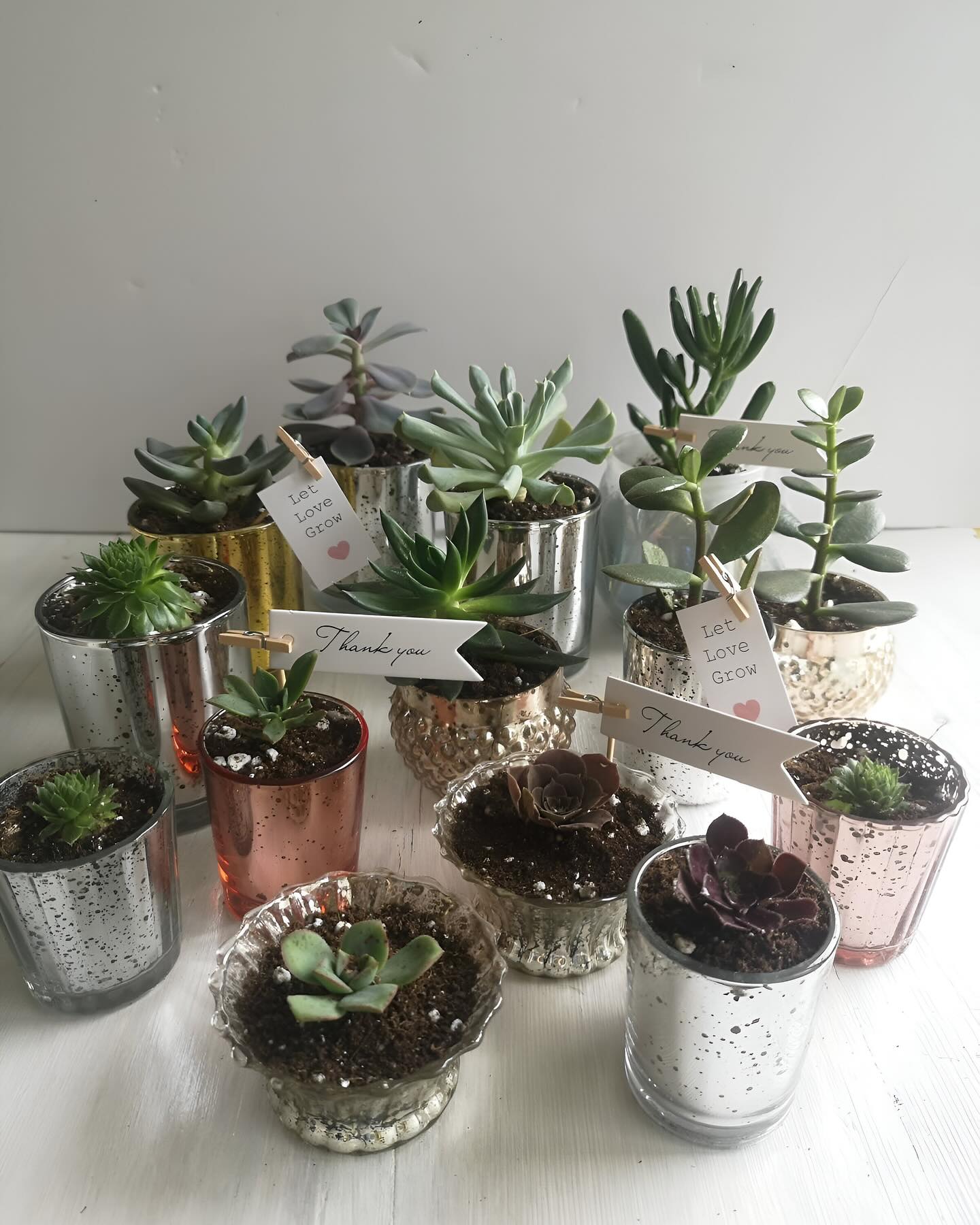 From weddings to housewarmings, our mini succulent favors are the perfect way to say ‘thank you’ with a touch of green elegance.
#WeddingFavours
#WeddingGifts
#WeddingIdeas
#WeddingPlanning
#BridalShowerFavors
#WeddingDecor
#EventFavors
#WeddingInspiration
#WeddingDetails
#WeddingTrends
#WeddingReception
#WeddingPlanningTips
#WeddingStyle
#BridalFavors
#WeddingEssentials
#CorporateEvents
#EventPlanning
#EventDecor
#CorporateGiftsIdeas
#EventInspiration
#EventDecorations
#CorporateEventPlanning
#CorporateGiftIdeas
#OfficeGifts
#CustomGifts
#EventGiftIdeas
#ReceptionFavors
#WeddingGiftIdeas
#SpecialEventFavors
#EventGifts