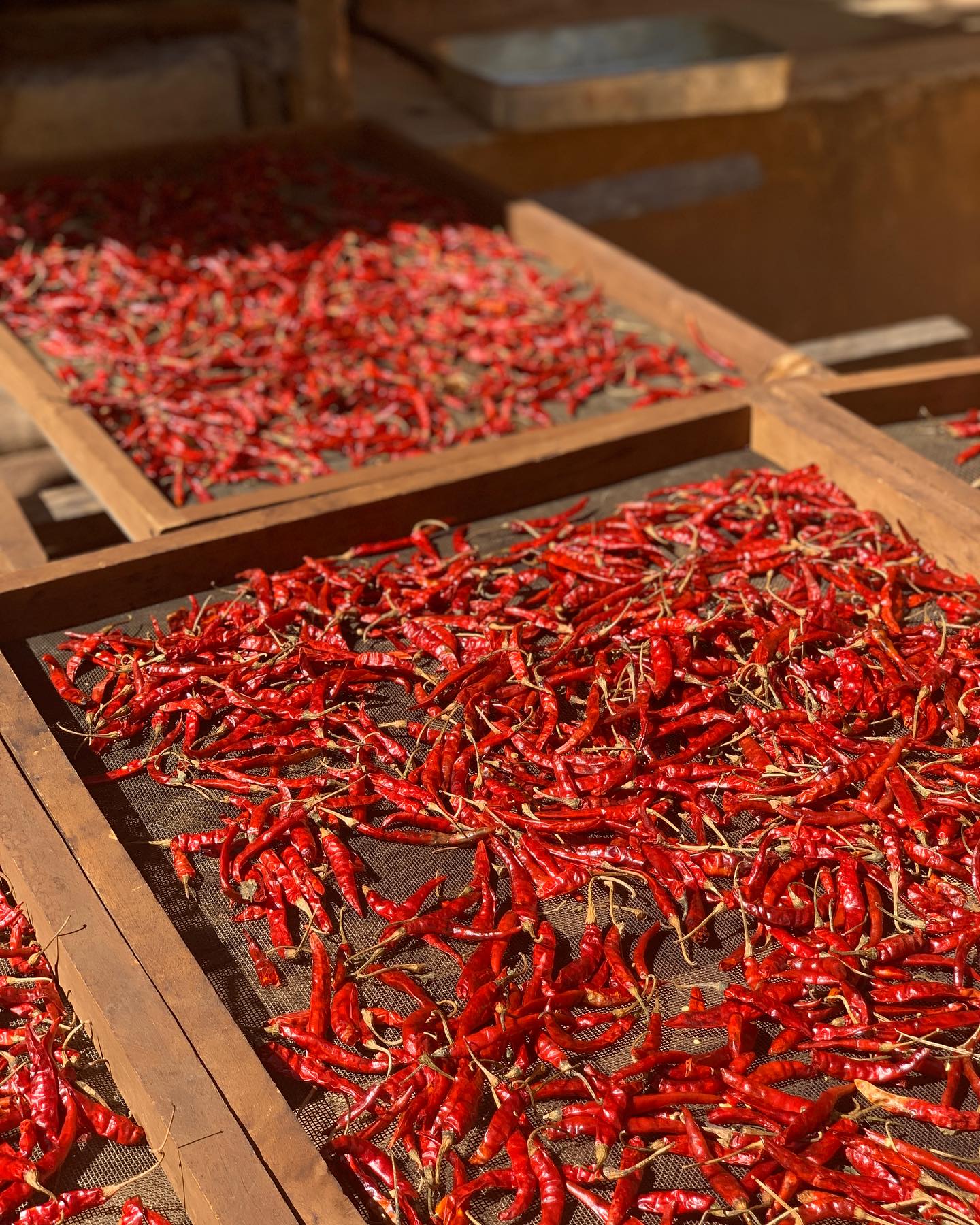 #Spicy in the sun! 🌶️