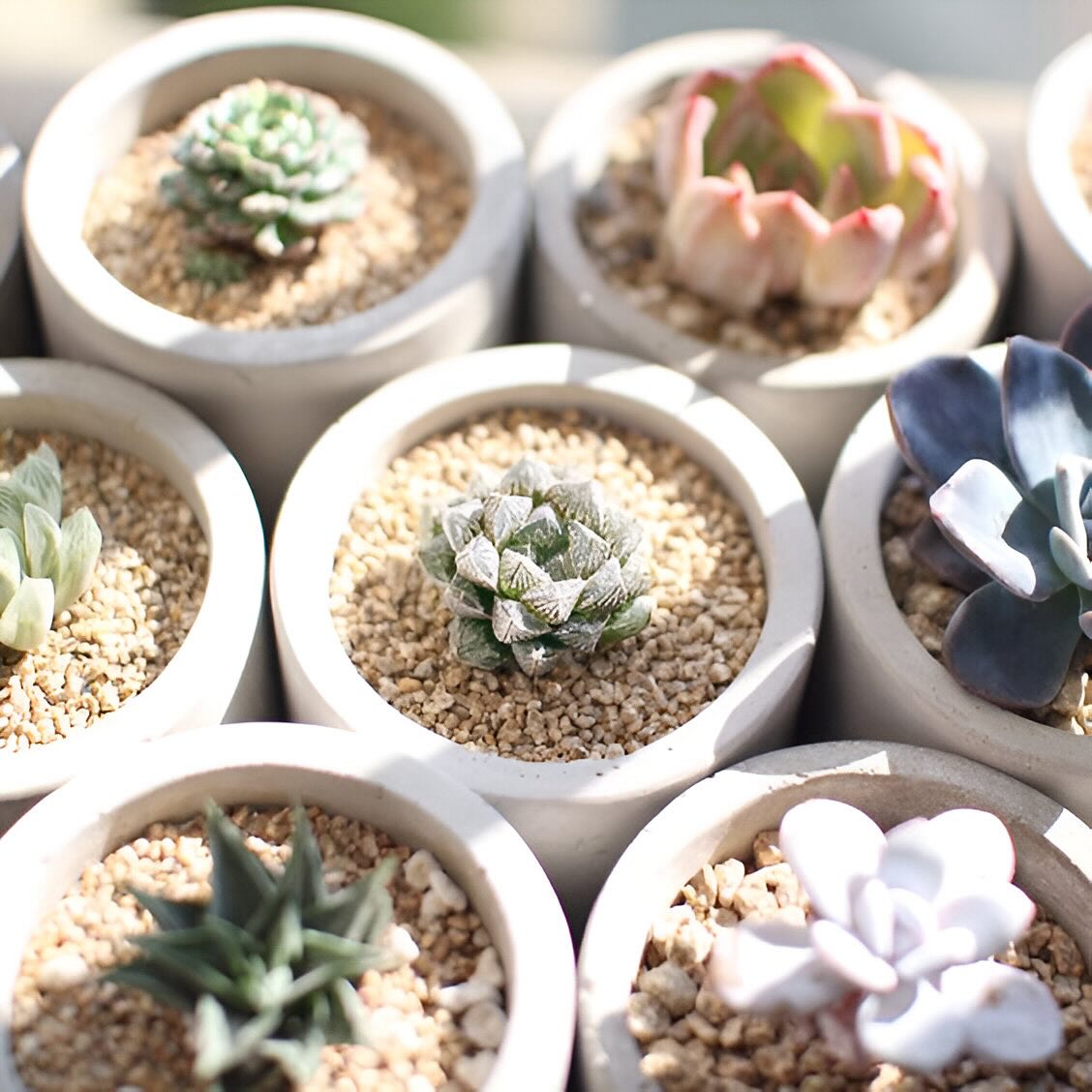 Watch your love grow with our propagation-friendly succulent and mini cactus favors. A gift that keeps on giving! 🌱💞
Pic from Pinterest!
#CanadaBusiness
#CanadianEntrepreneurs
#CanadianSmallBusiness
#MadeInCanada
#CanadianWeddings
#CanadianEvents
#CanadaShopping
#CanadaLove
#TorontoEvents
#VancouverEvents
#MontrealEvents
#CalgaryEvents
#OttawaEvents
#EdmontonEvents
#TorontoWeddings
#VancouverWeddings
#MontrealWeddings
#CalgaryWeddings
#OttawaWeddings
#EdmontonWeddings
#CanadianSucculents
#SucculentsCanada
#CanadianFlorist
#SucculentGiftsCanada
#SucculentLoversCanada
#CanadianFavors
#SucculentBusinessCanada
#CanadianGreenery
#SucculentLoveCanada
#CanadaFavors