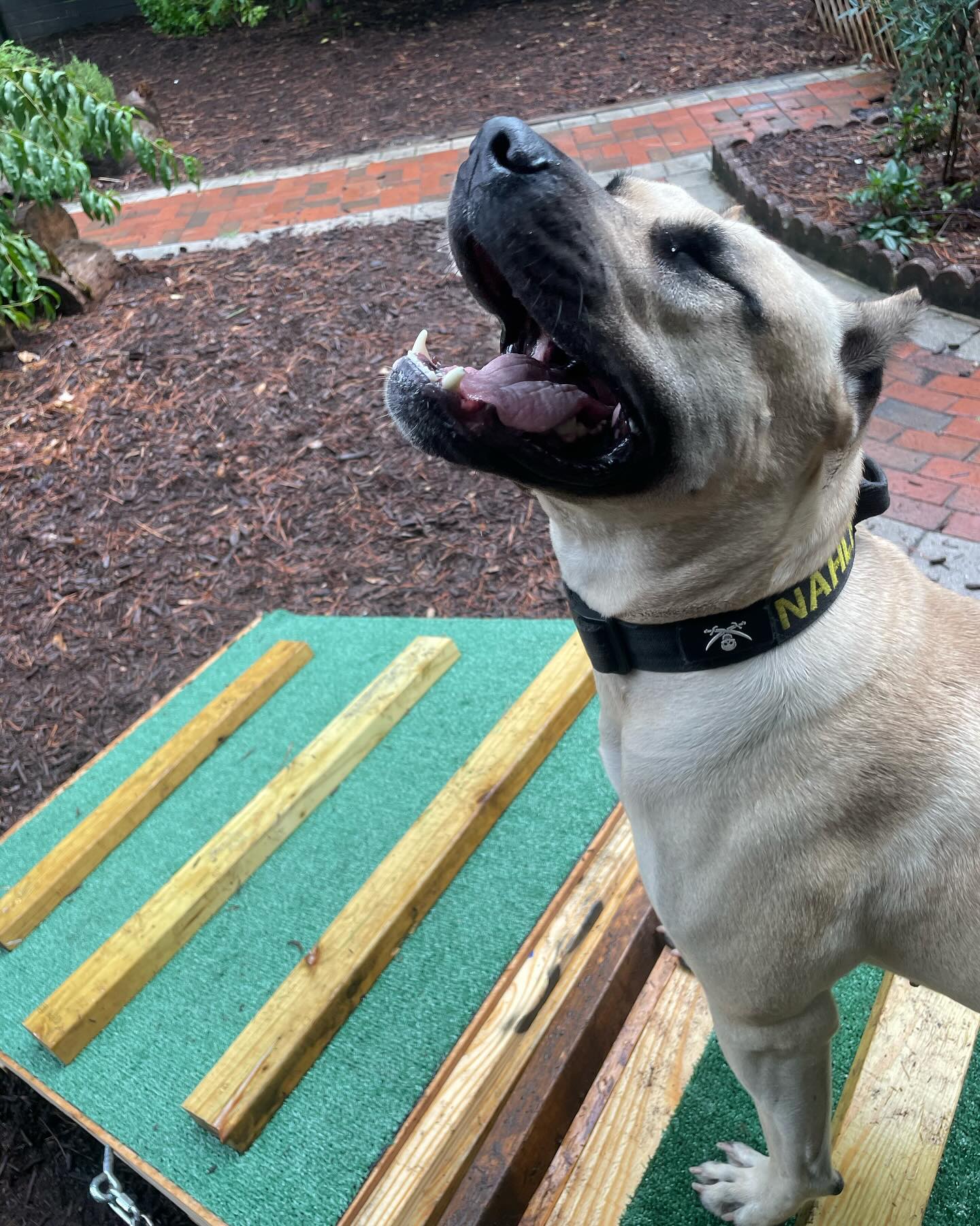 I made an a frame to work on some environmentals and body awareness specifically for the pup!
These dogs are visibly happy 😃
#kingscourtkennel👑 #dogsports #agilitydog #presacanario #workingdog #dogsofinstagram