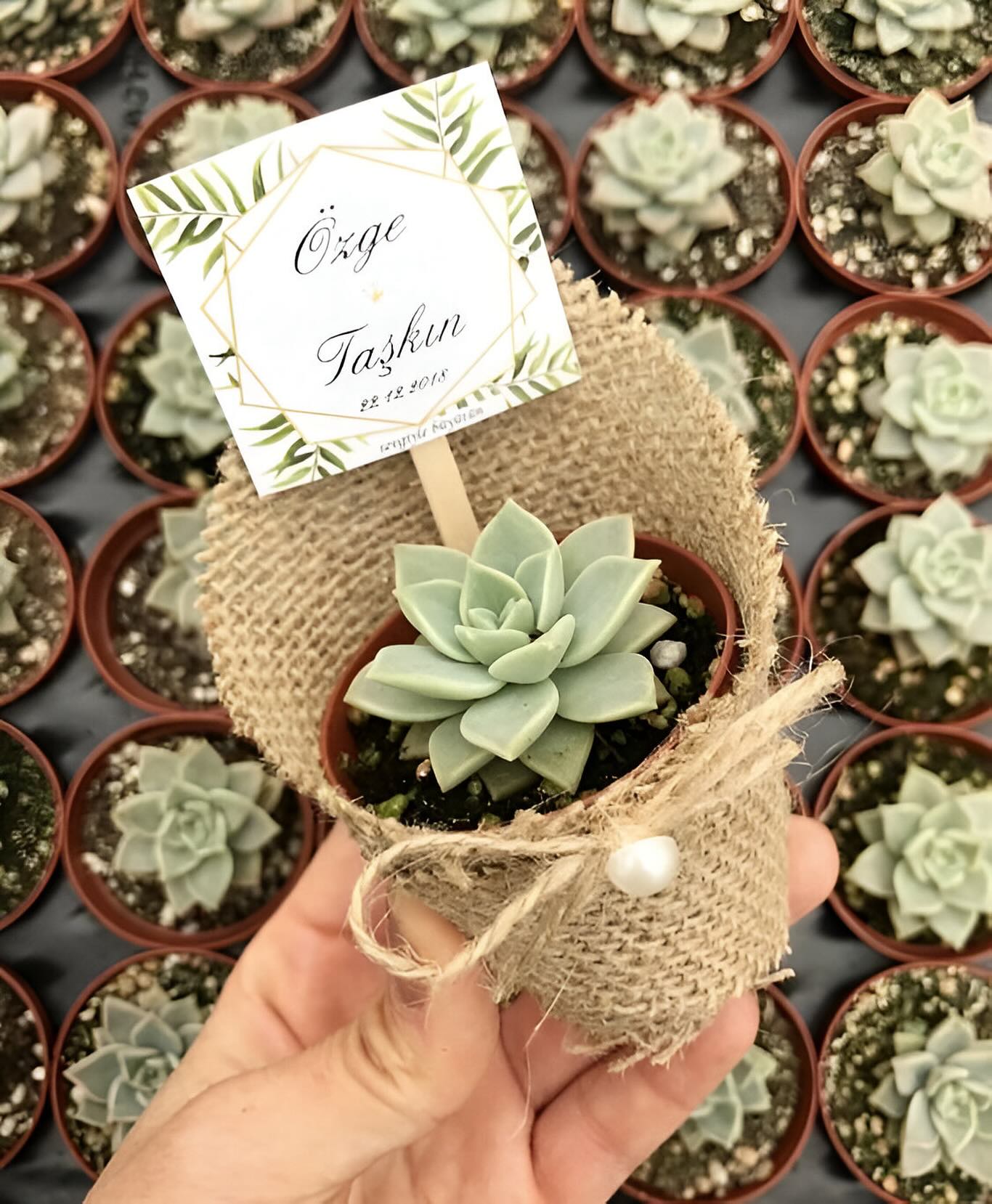 Celebrate sustainably with our eco-friendly succulent and mini cactus favors. Perfect for the environmentally conscious couple! 🌍💚Contact us now!
Pic from Pinterest!
#HomeDecor
#GiftIdeas
#CelebrateWithPlants
#SucculentObsession #SucculentGarden
#IndoorPlants
#OutdoorDecor
#DecorInspiration #WeddingFavors
#BabyShowerFavors
#HousewarmingGifts
#CorporateEvents
#UniqueGifts #CanadaSucculents #CanadaWeddings #WeddingFavoursCanada #WeddingFavoursOttawa #WeddingFavoursMontreal #WeddingFavoursCalgary #WeddingFavoursVancouver #MiniSucculents #EnduringLove
#LowMaintenancePlants
#DurableSucculents
