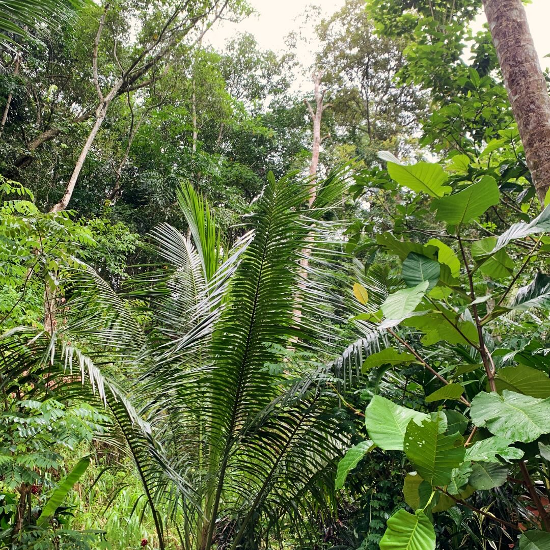 This week we’re introducing the fantastic ancient agricultural method.. The Kandyan Forest Garden!
Swipe to read more about this way of growing that offers an environmentally way to be fruitful for local farmers.
Find out more at our Story Maps page… the link can be found in our bio! All credit to @leah_salm_yoga!
#agriculture #farming #nature #trees #kandy #srilanka #ancient #grow #crops #ecofriendly #environment #green