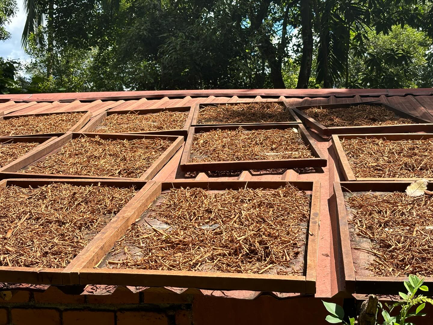 Fresh #cinnamon catching rays this #morning.. our spices are dried partly in the sun and partly in wood fired dryers to be more sustainable and require less wood!